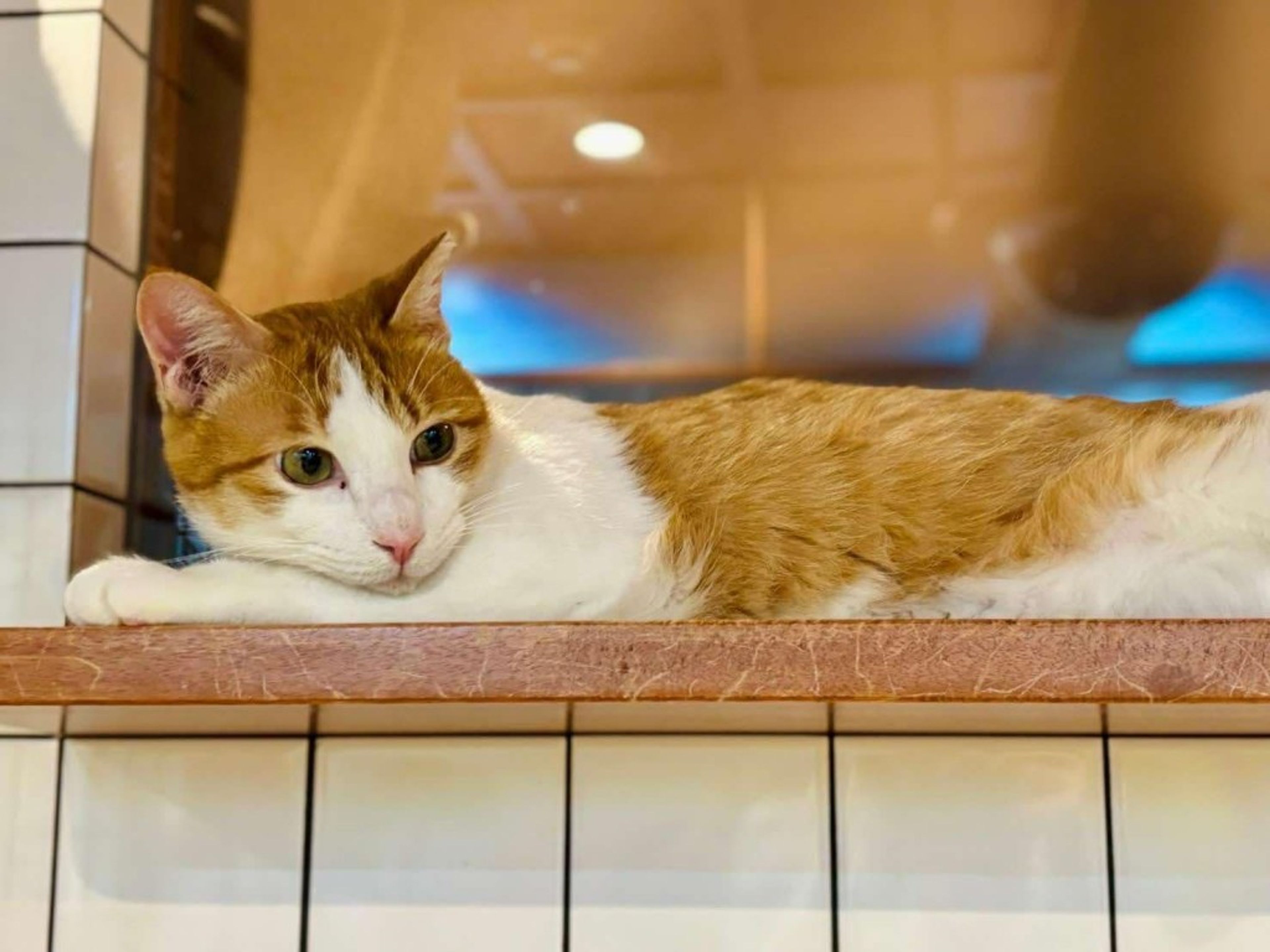 pet-image-2