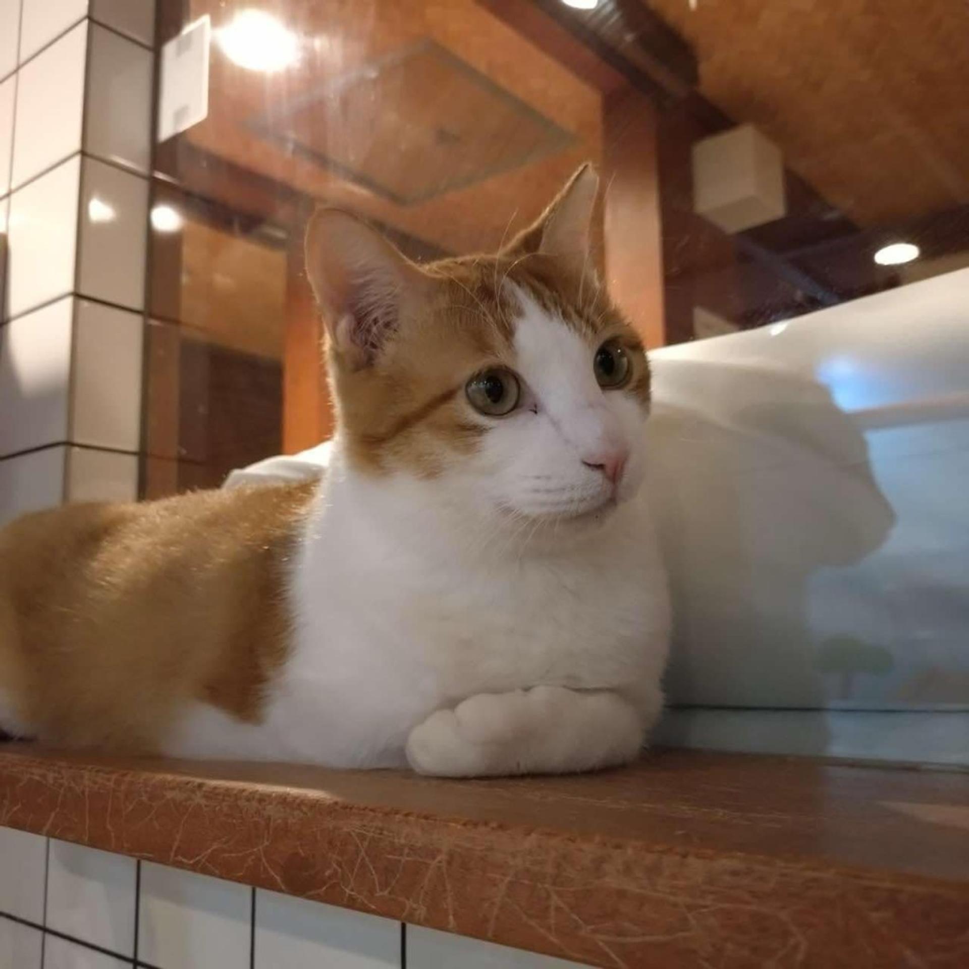 pet-image-3