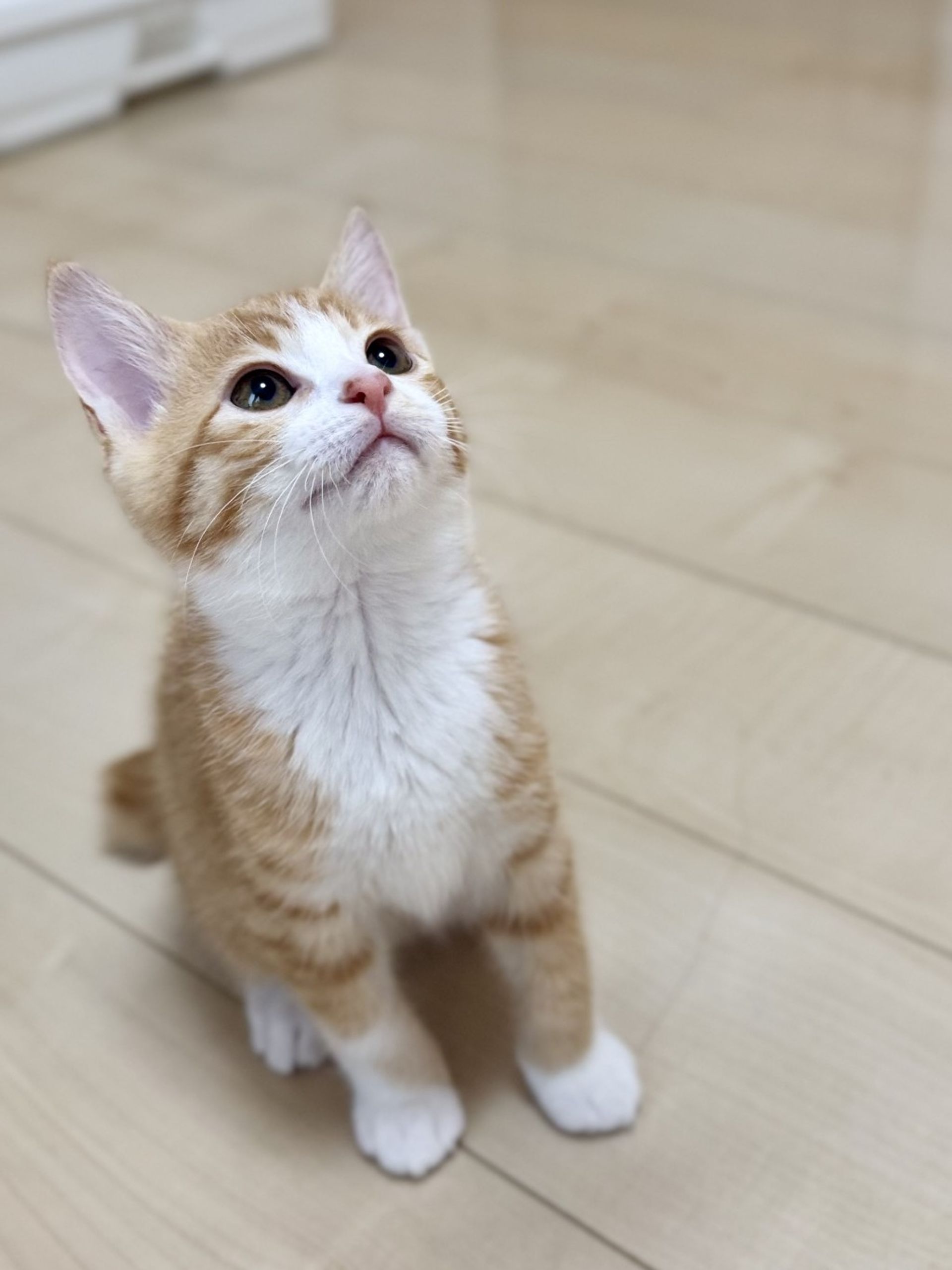 雑種（ミックス猫）・オスの里親募集の写真