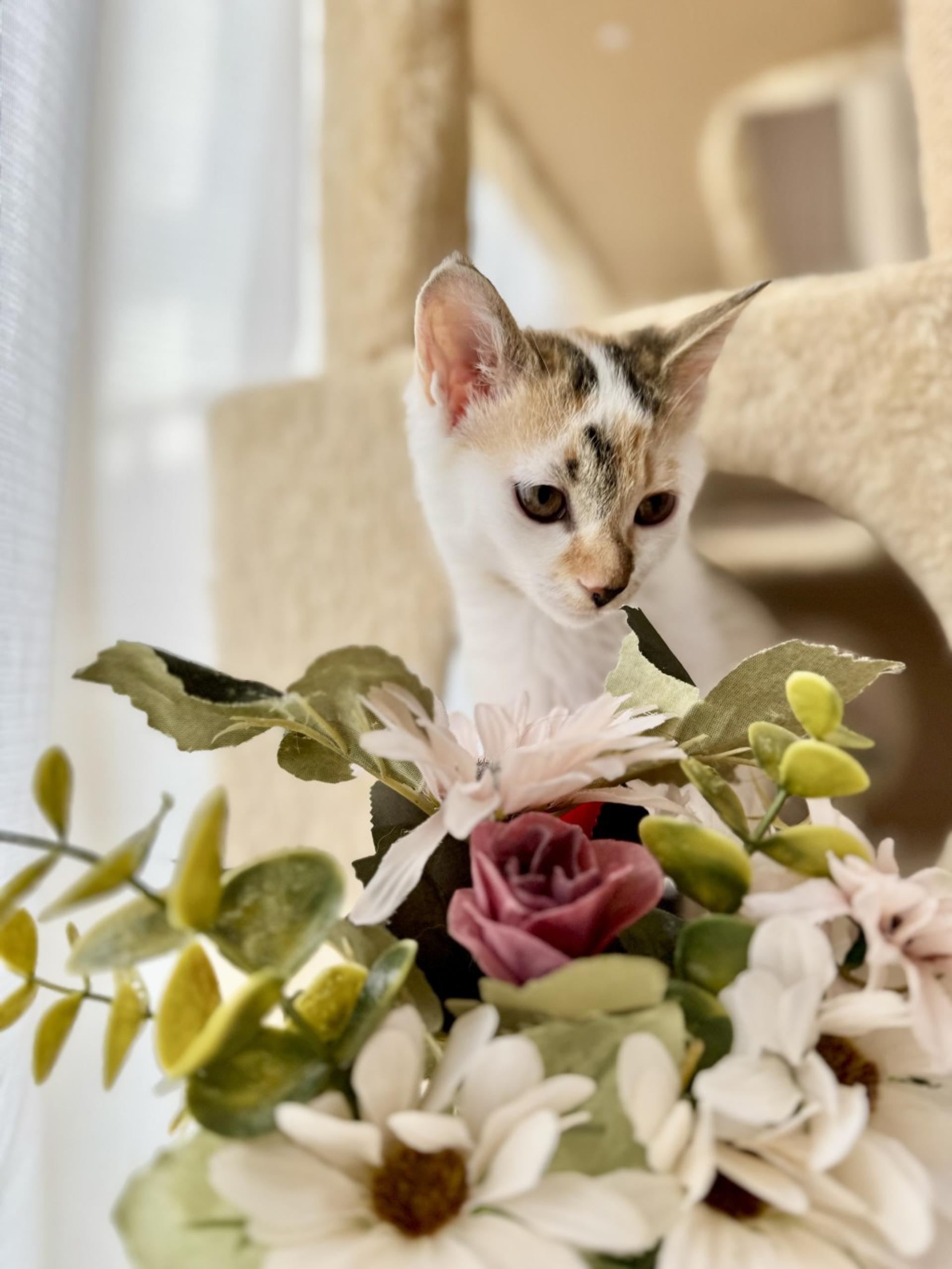 pet-image-4