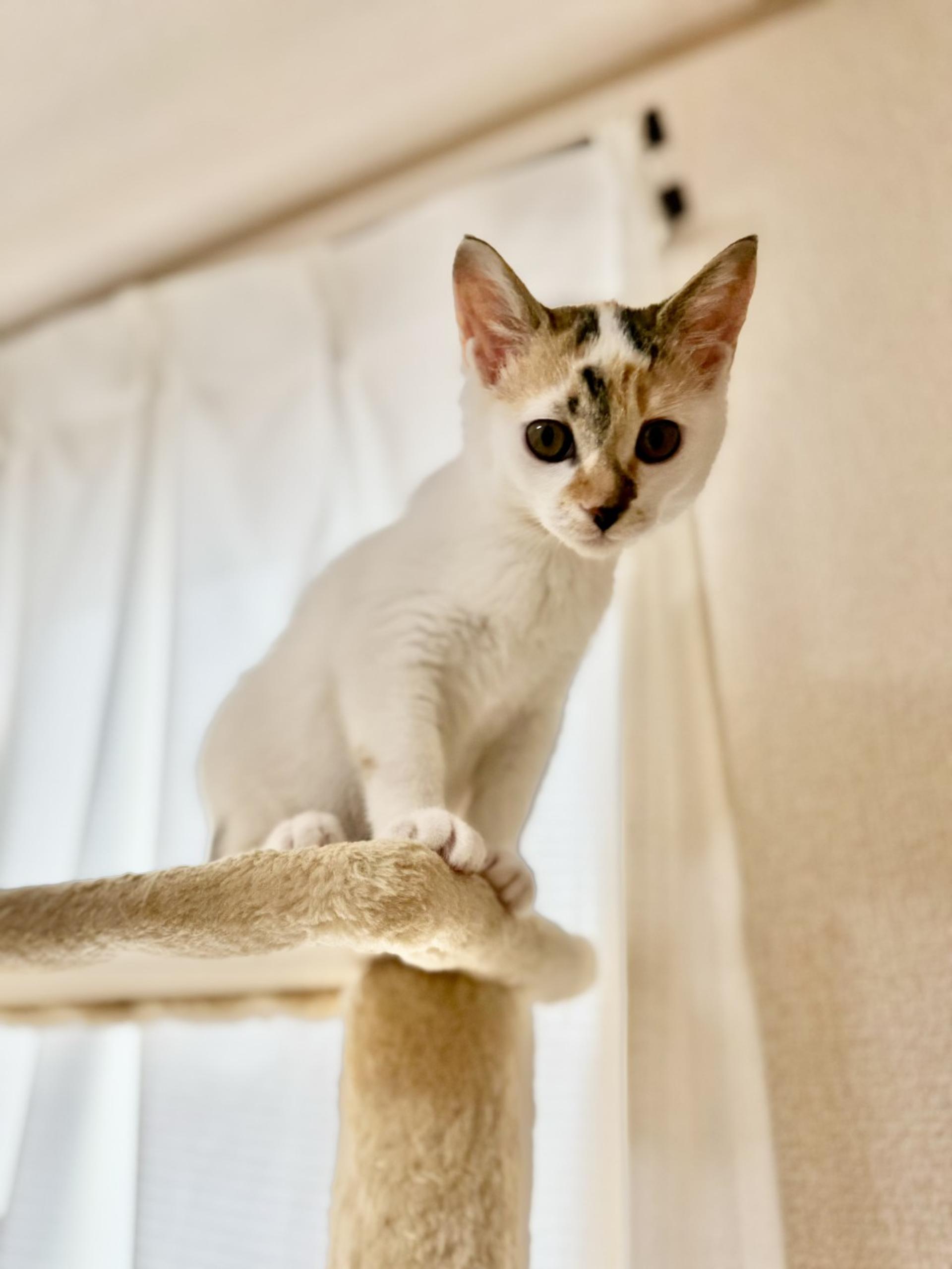pet-image-2