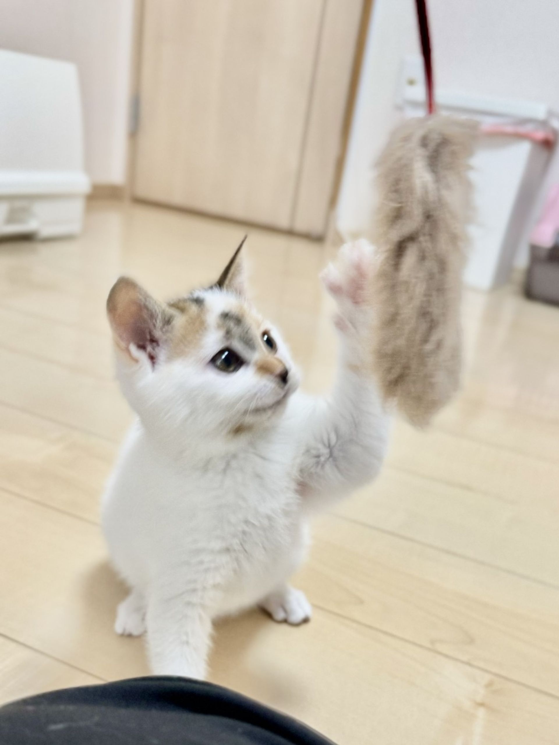 雑種（ミックス猫）・メスの里親募集の写真