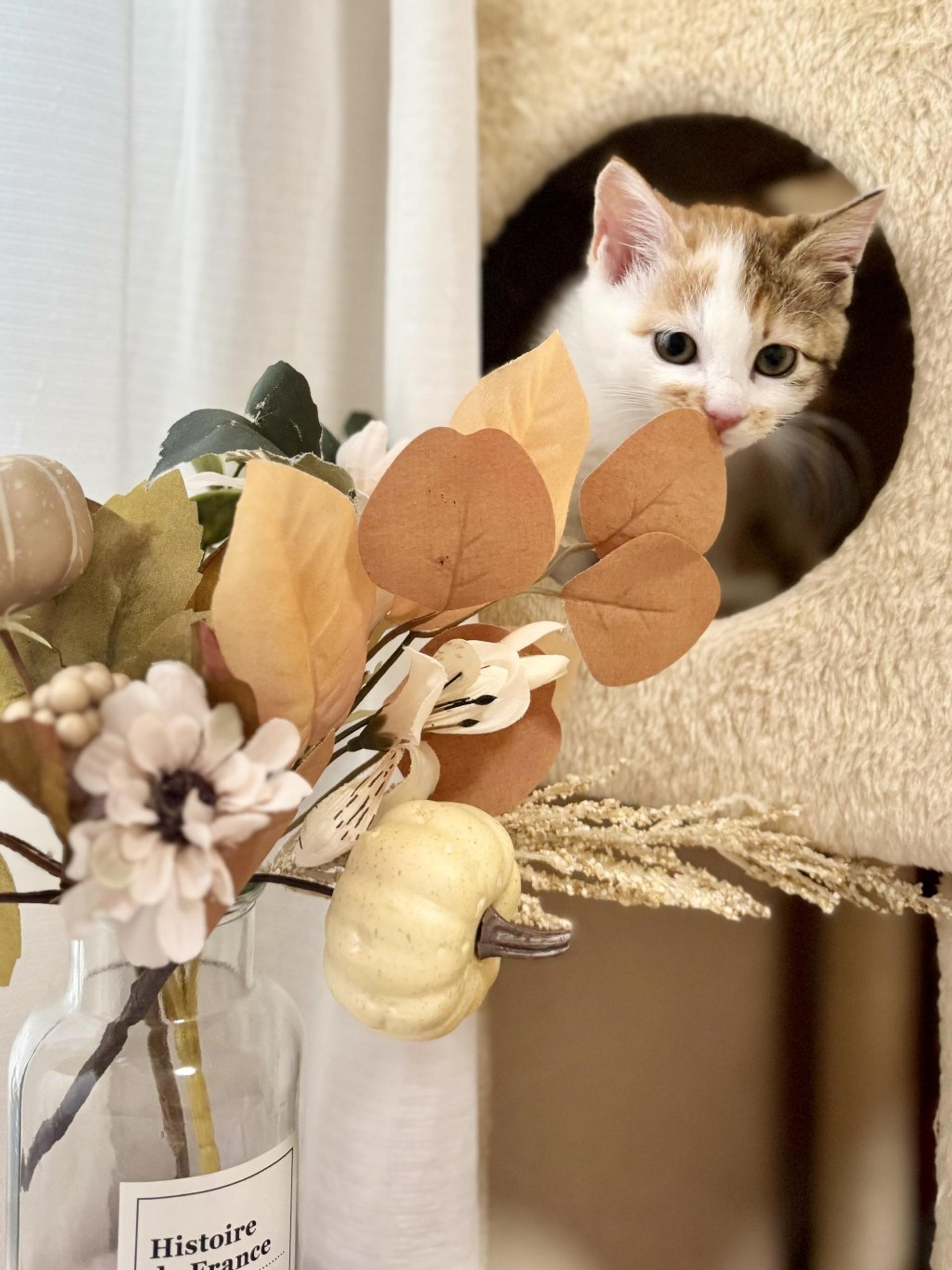 pet-image-4
