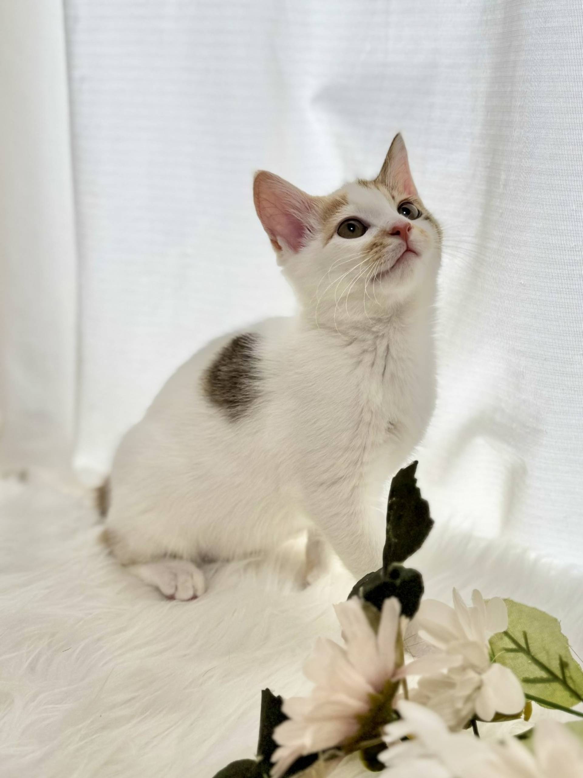 雑種（ミックス猫）・メスの里親募集の写真