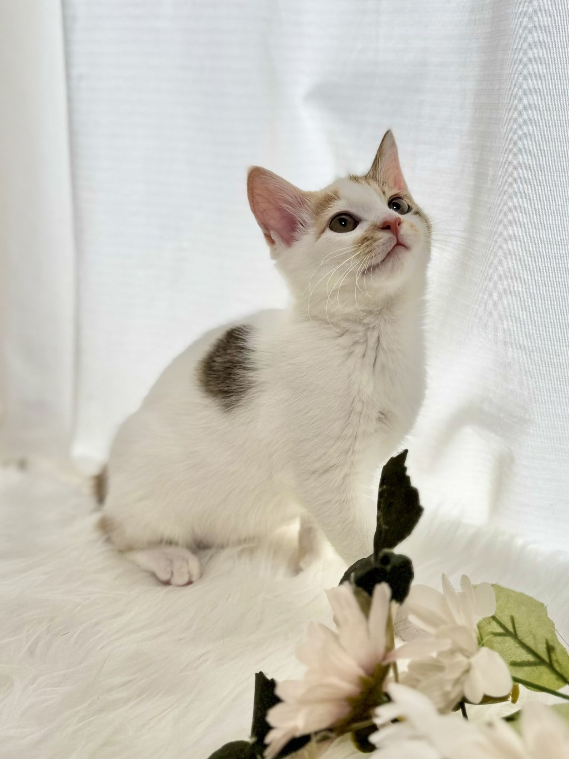 雑種（ミックス猫）・メスの里親募集の写真