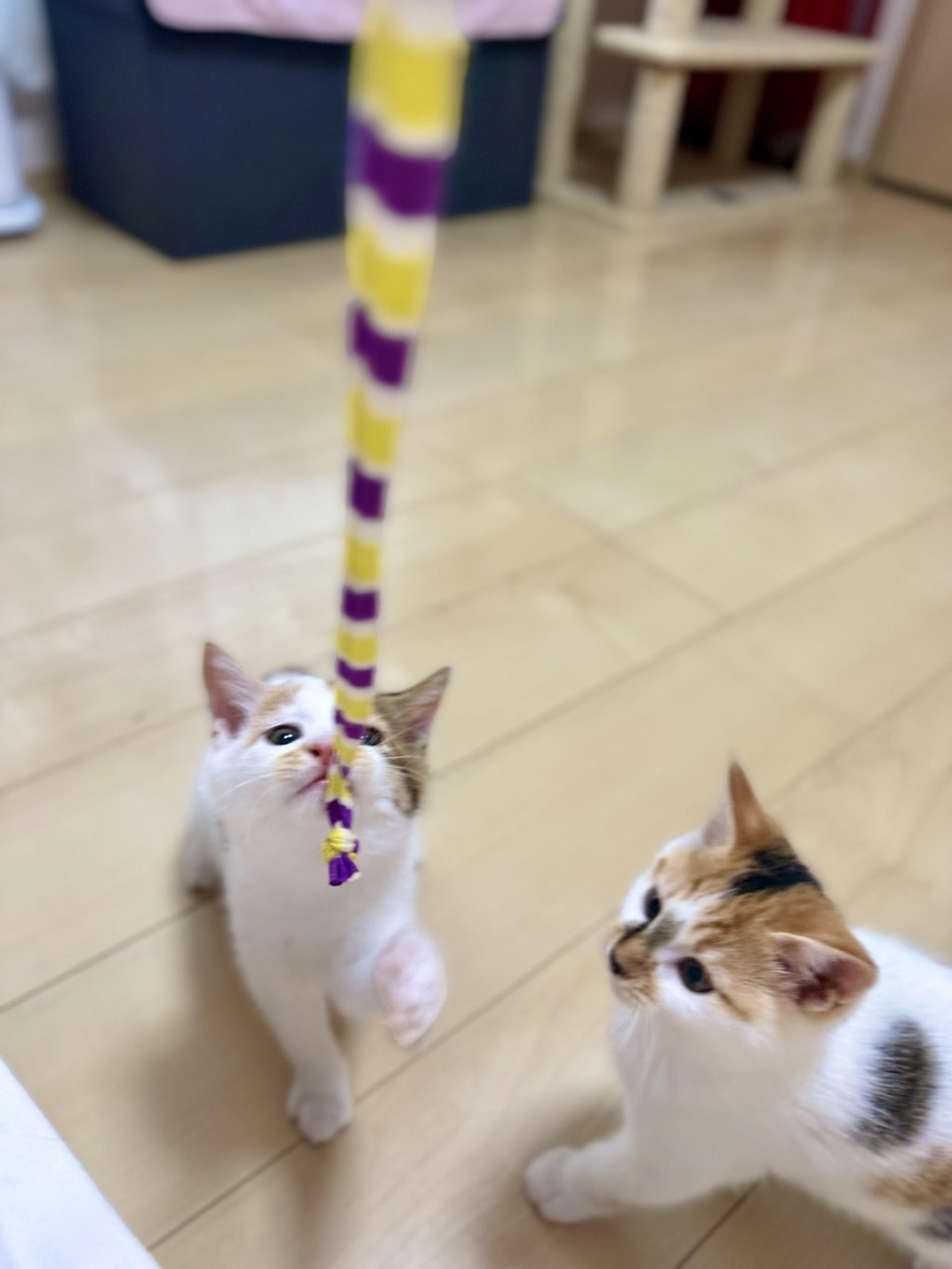 pet-image-4