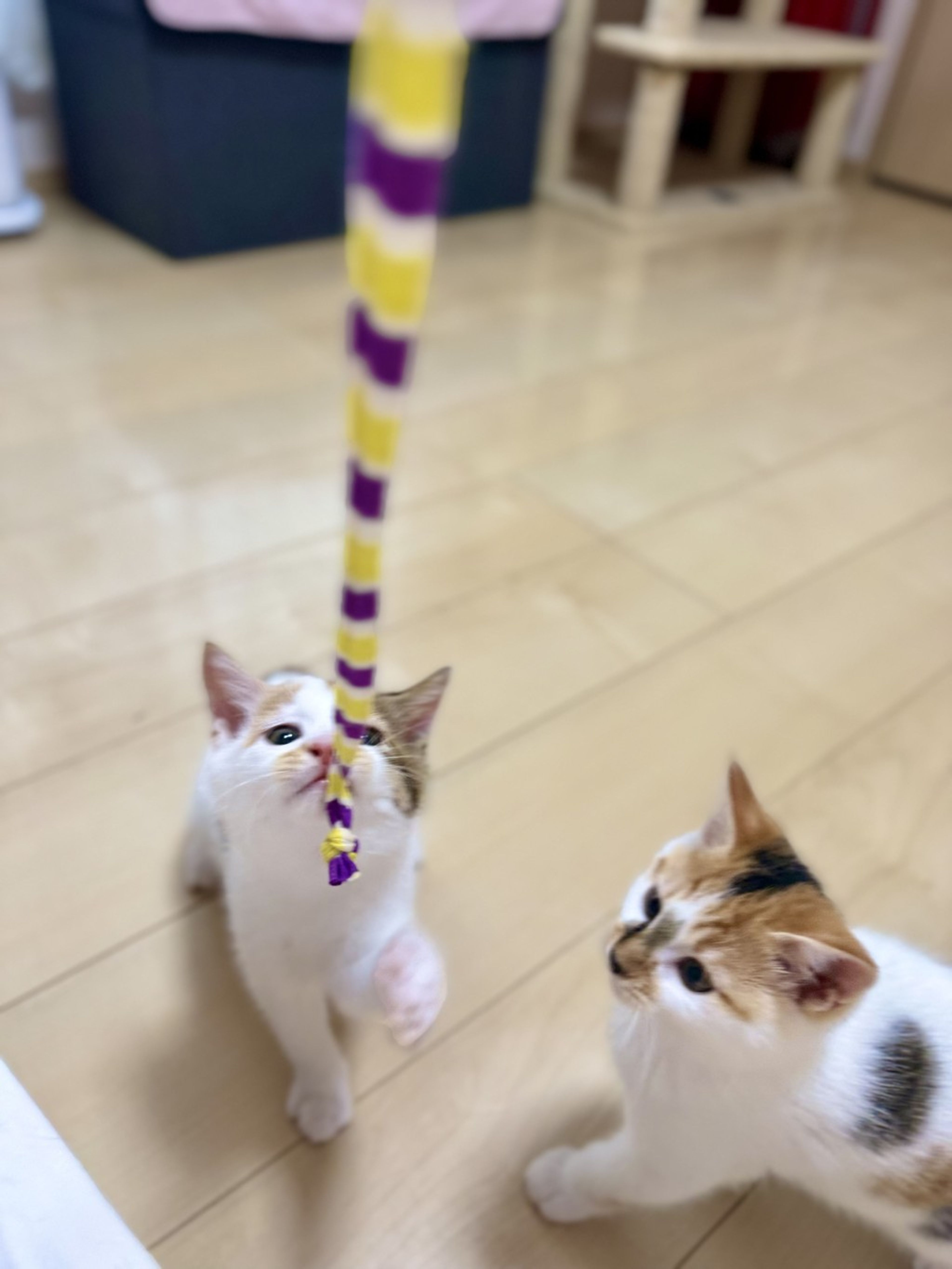pet-image-4