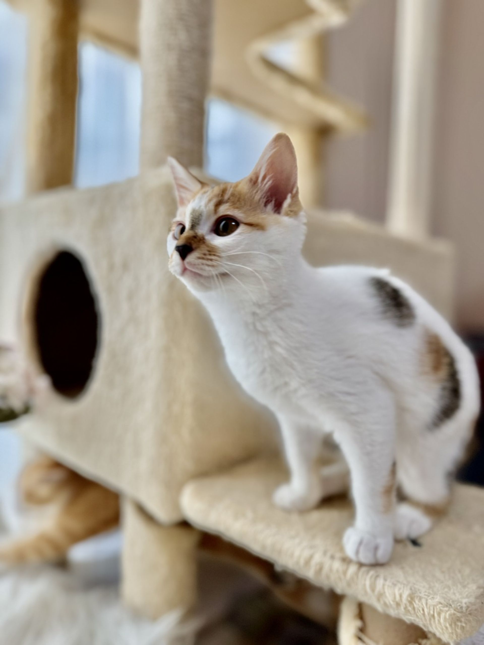 雑種（ミックス猫）・メスの里親募集の写真