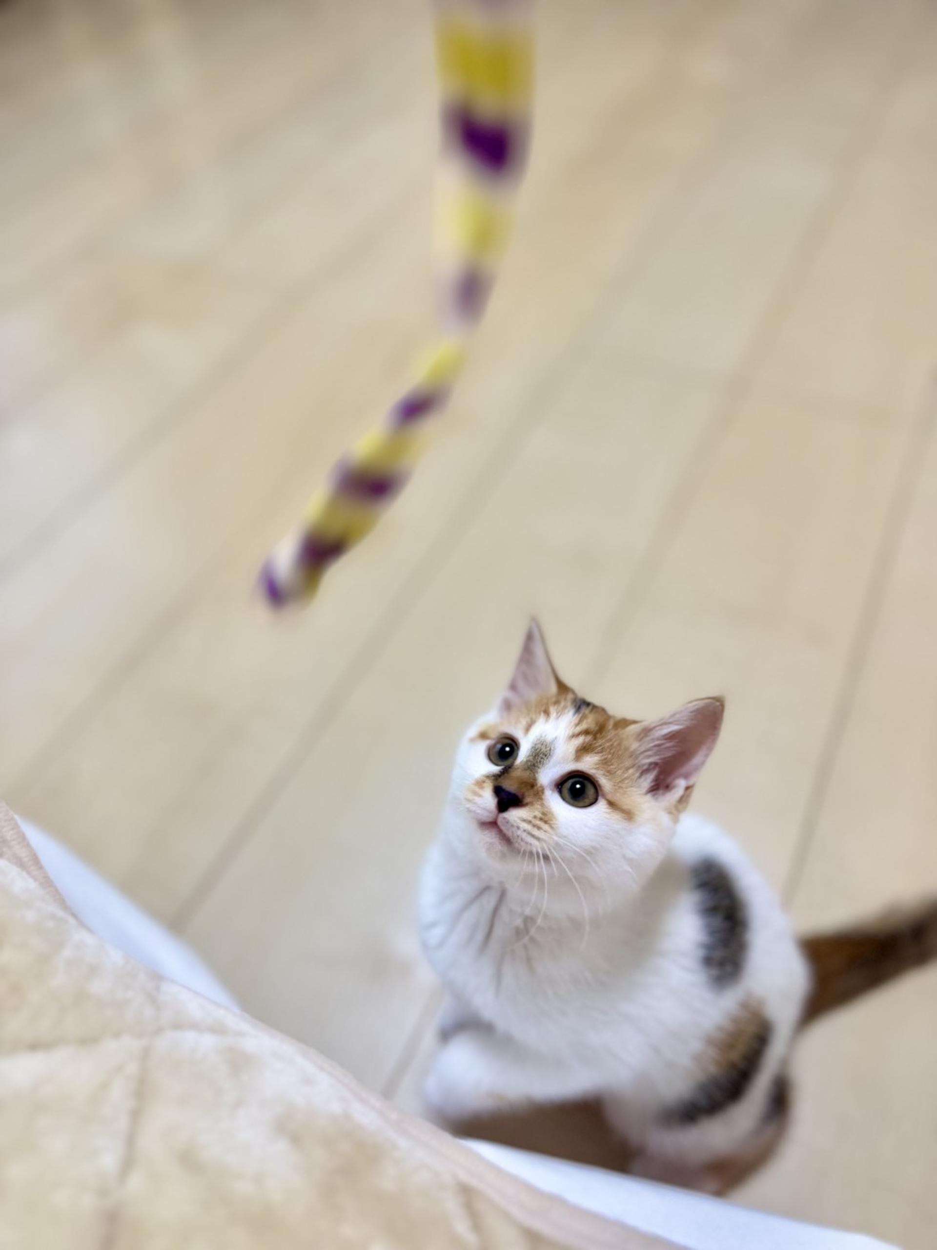 pet-image-3