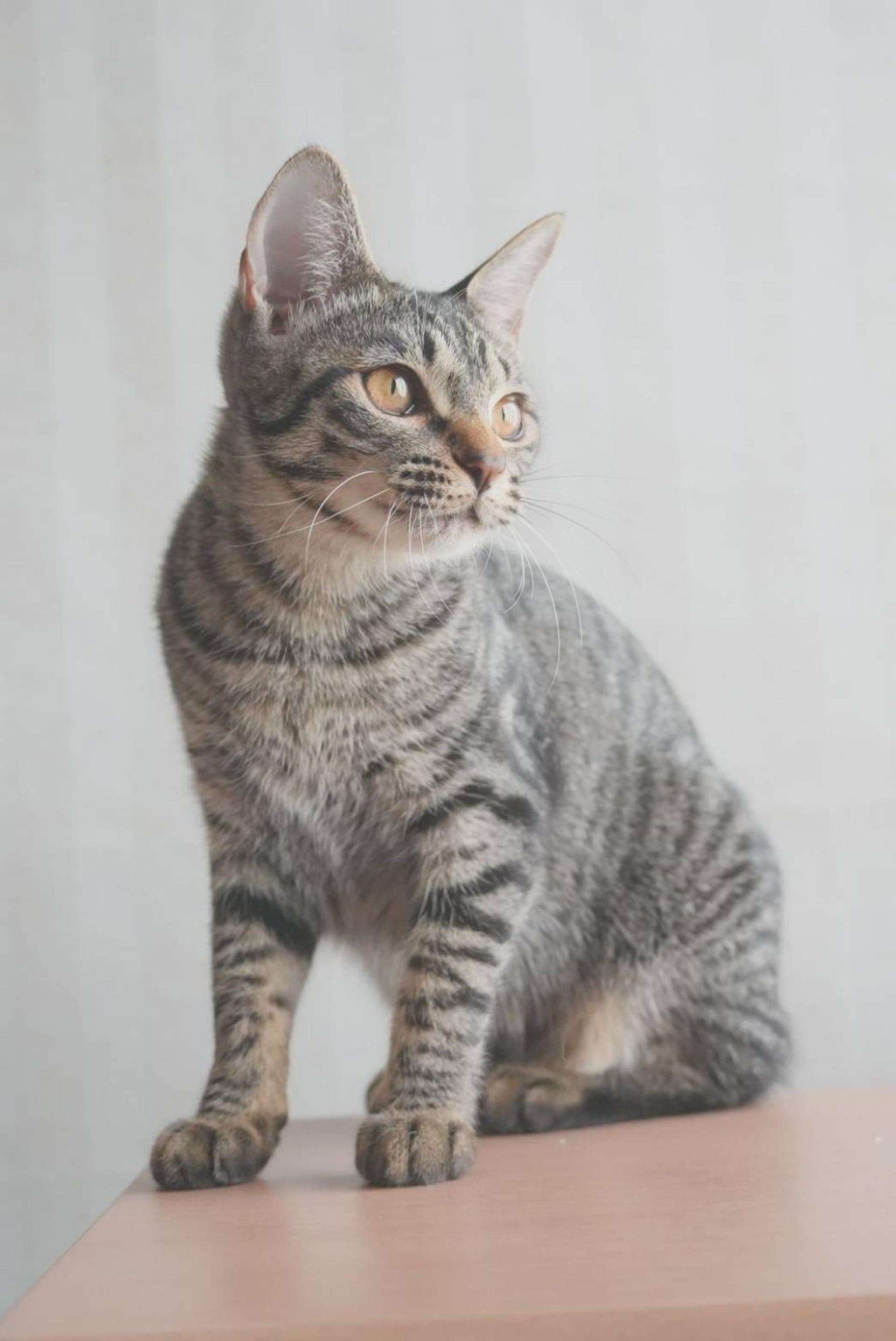 pet-image-6