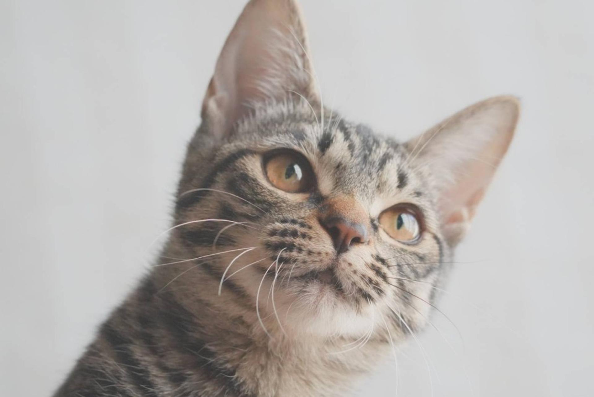 pet-image-7