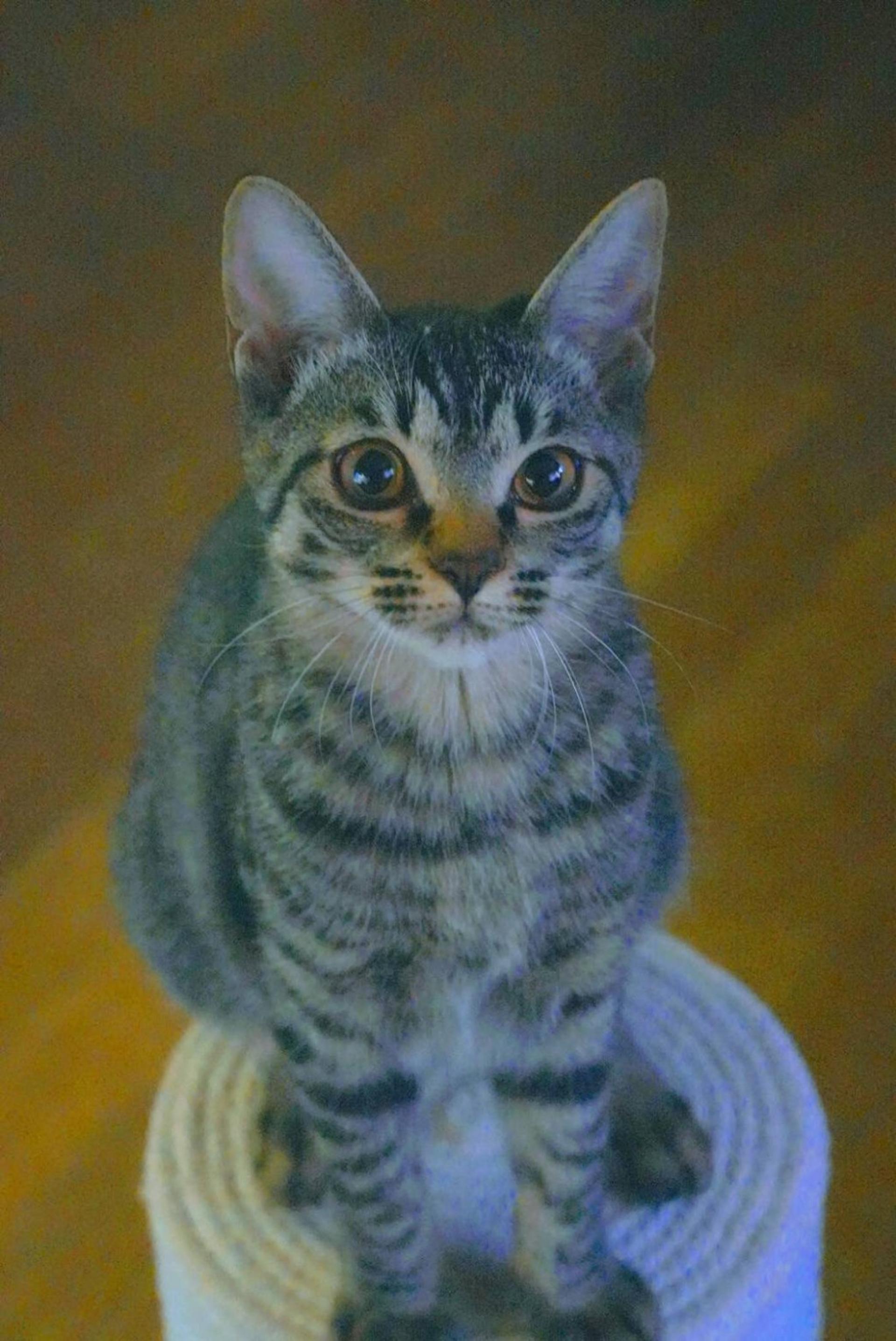 pet-image-8