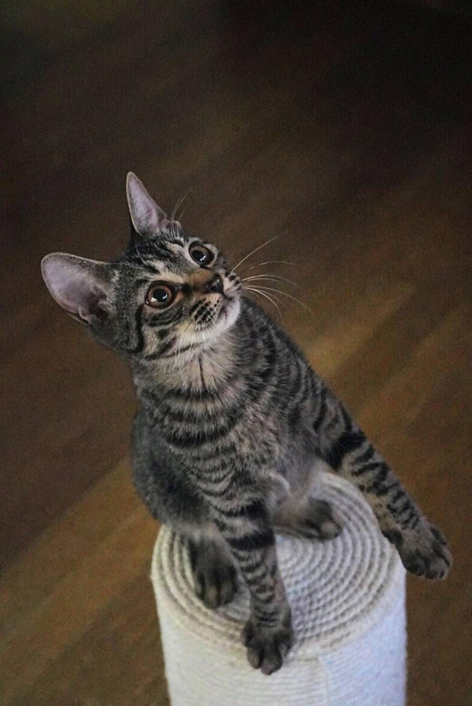 pet-image-9