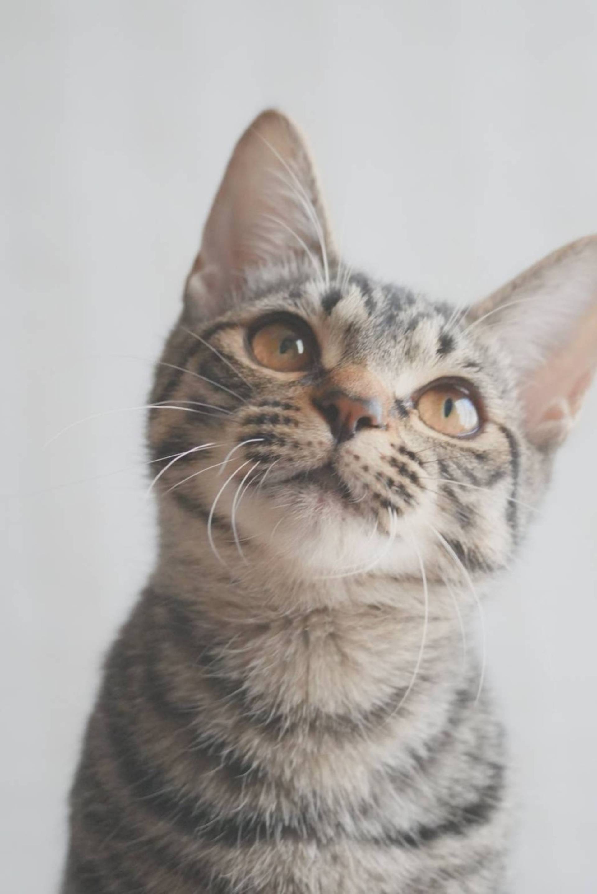 雑種（ミックス猫）・メスの里親募集の写真