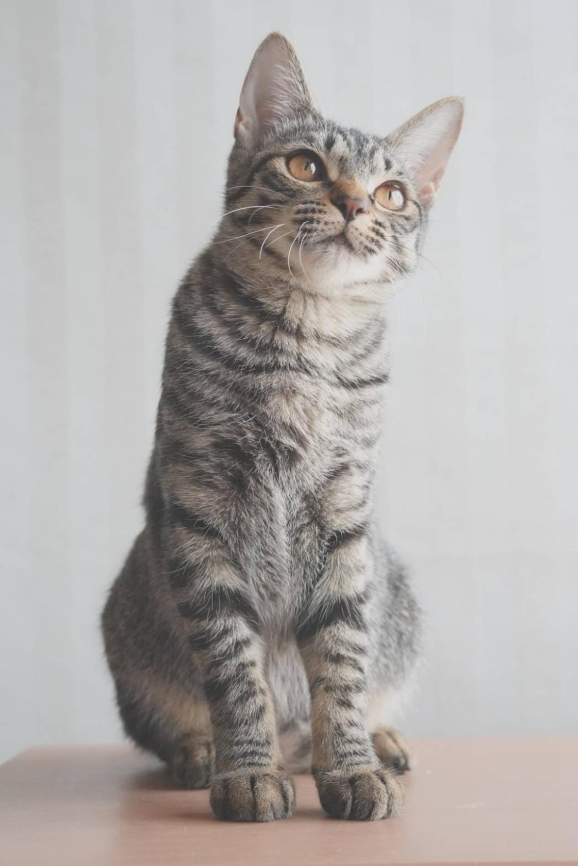 pet-image-3
