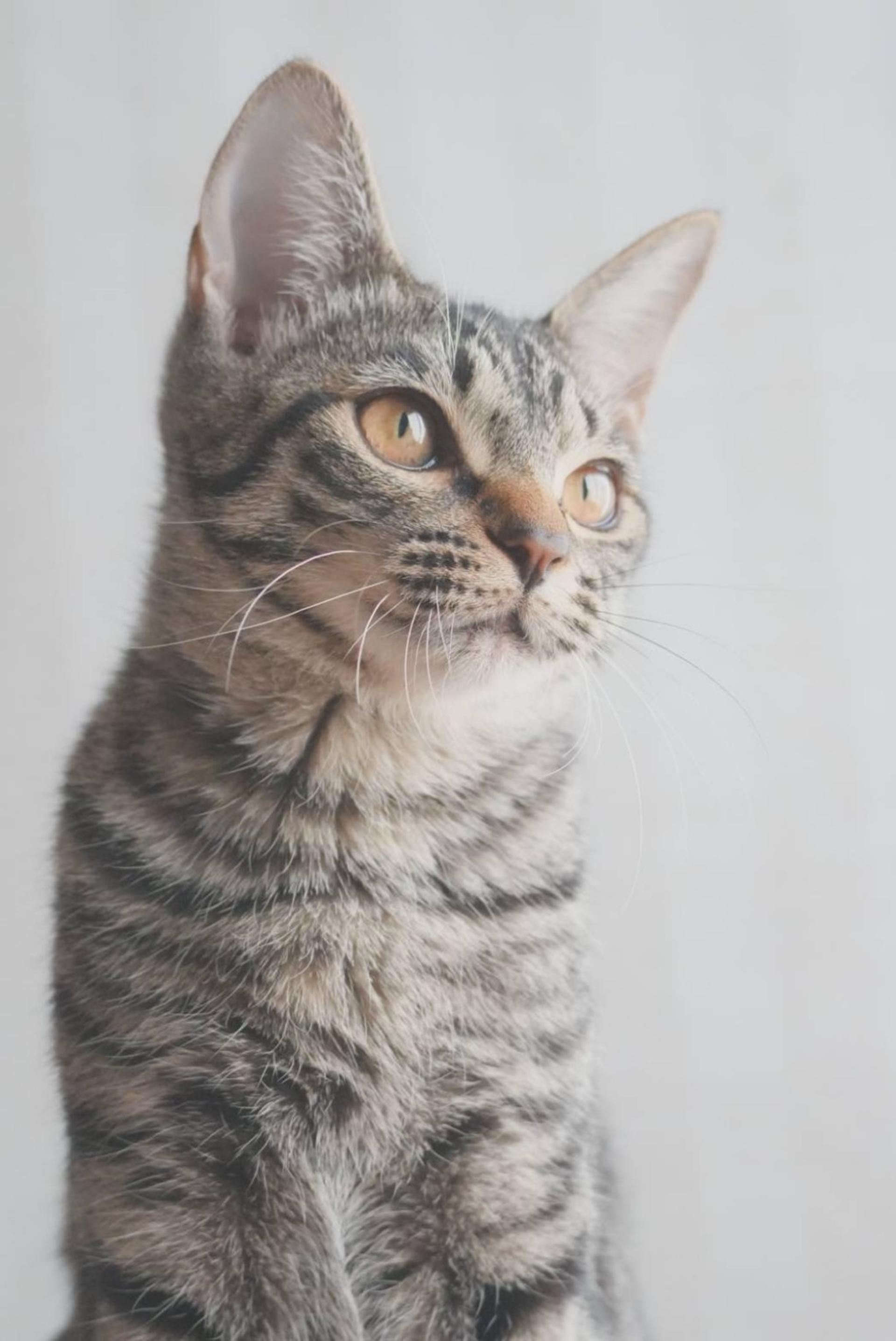 pet-image-4