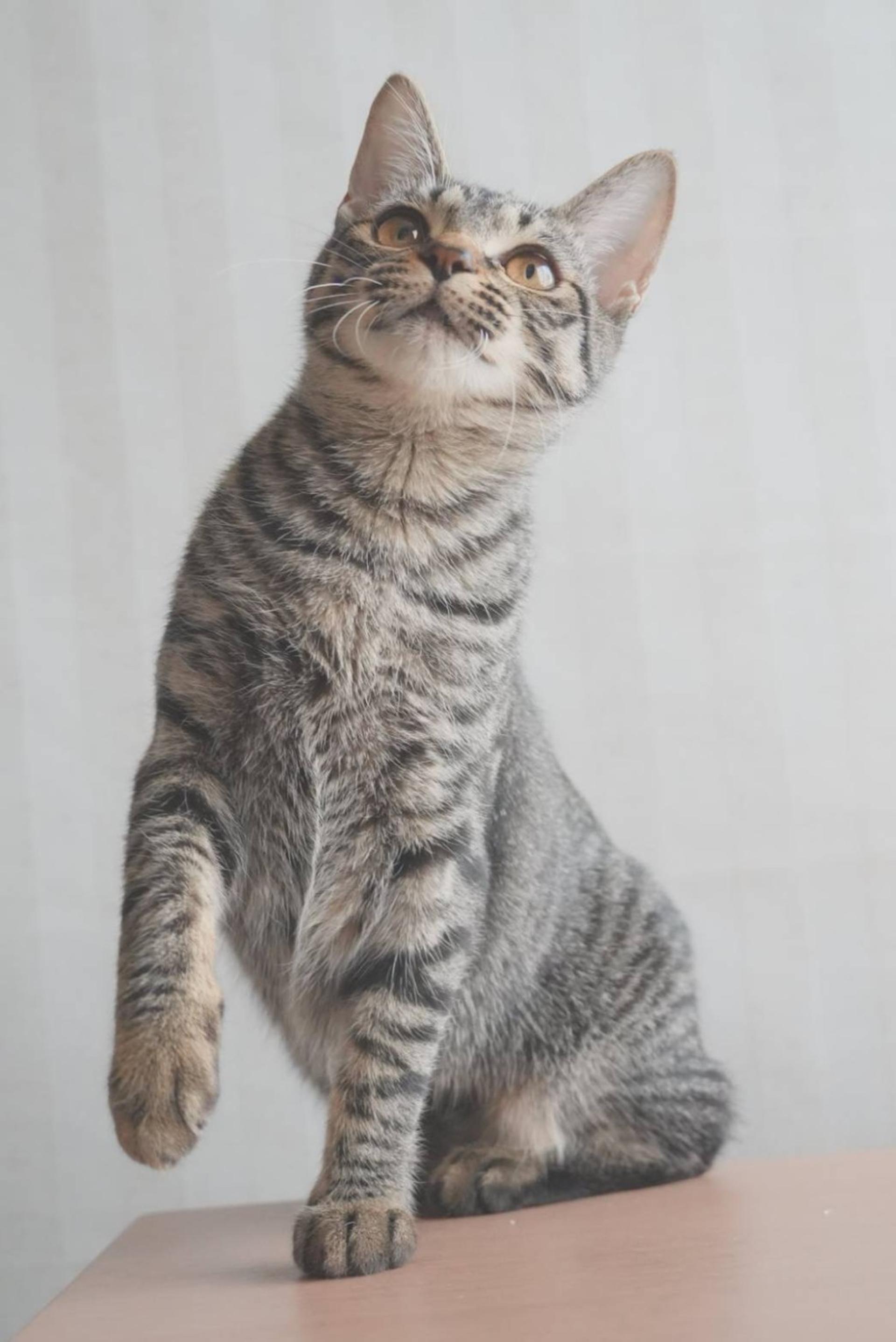 pet-image-5