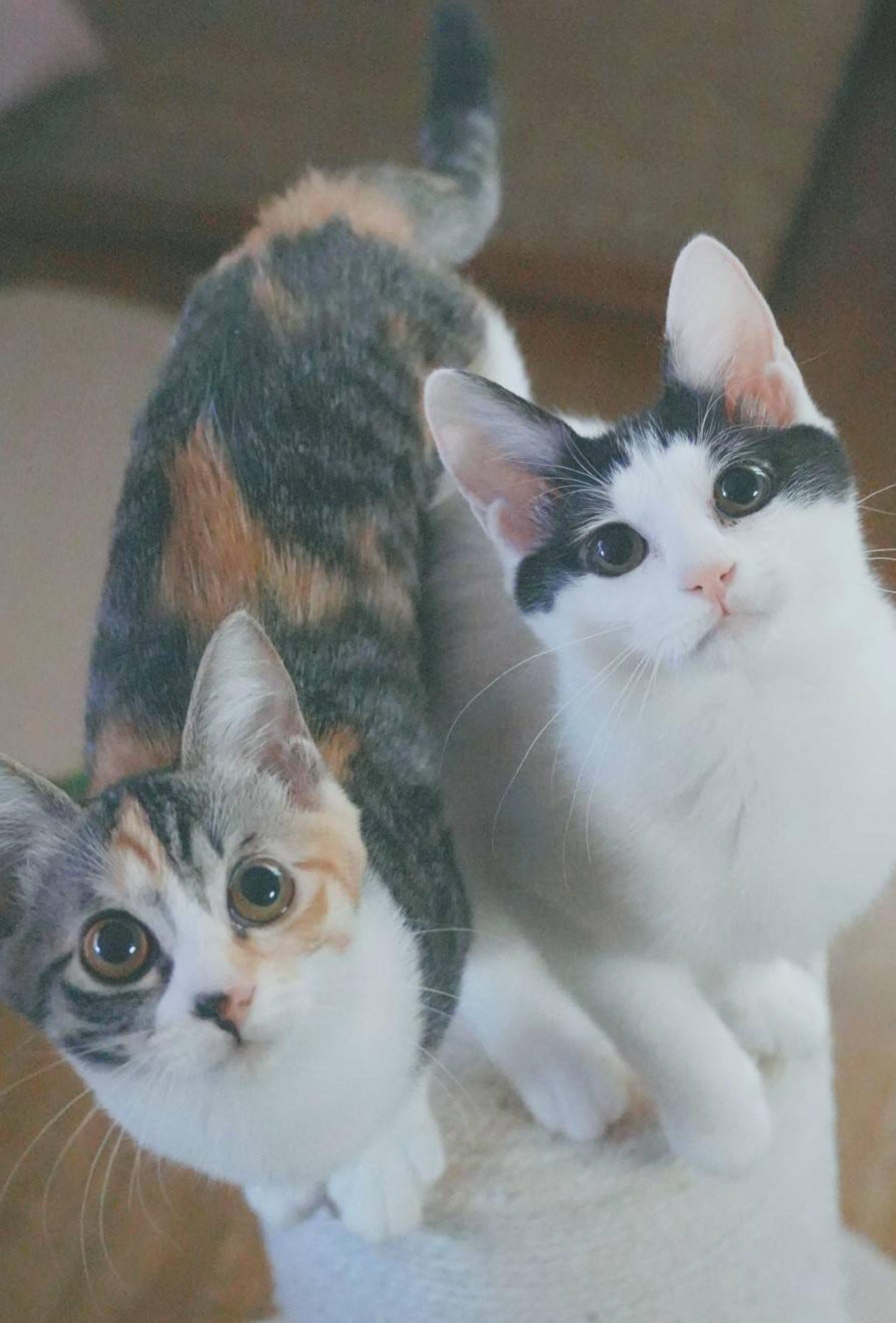 pet-image-9