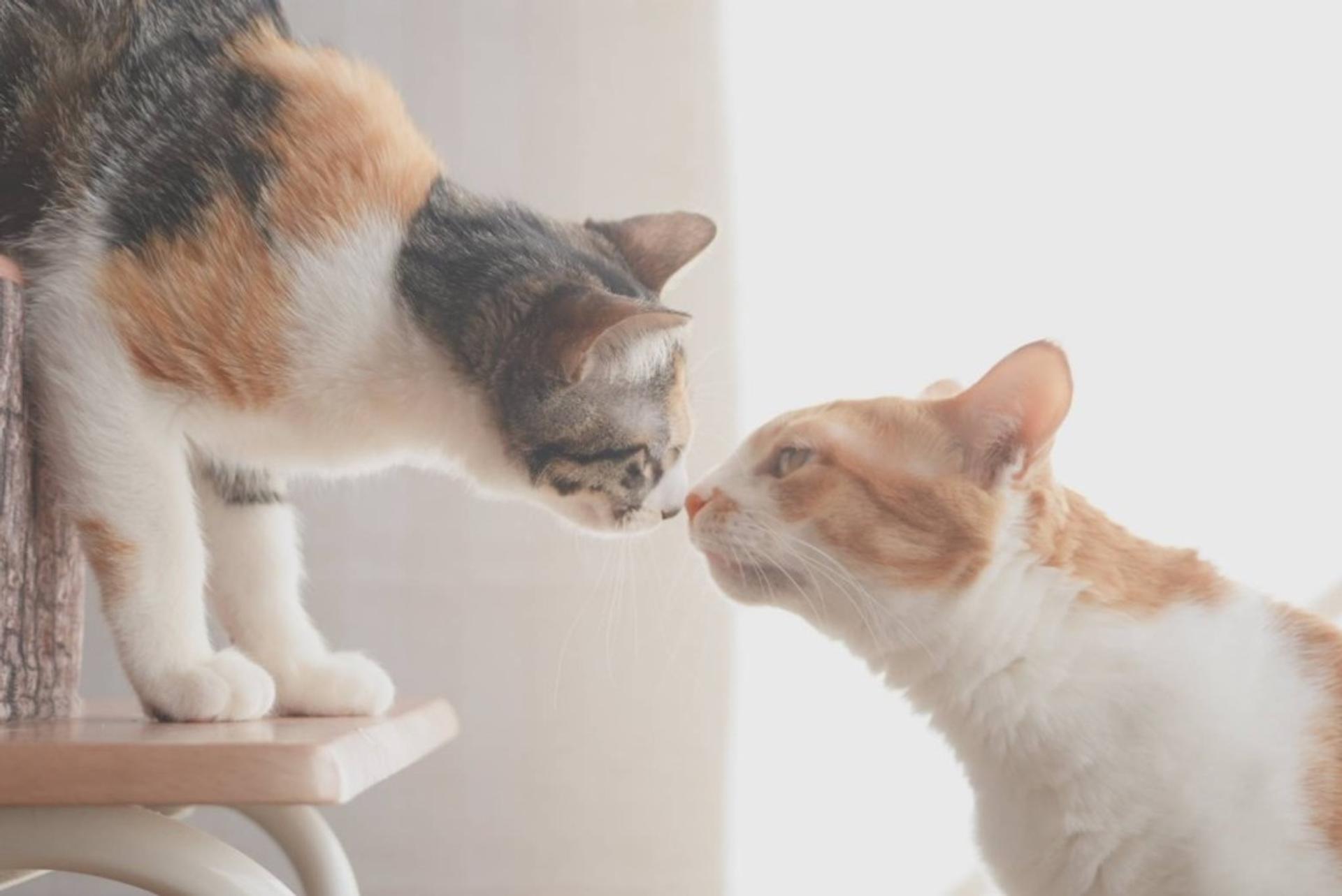 pet-image-10