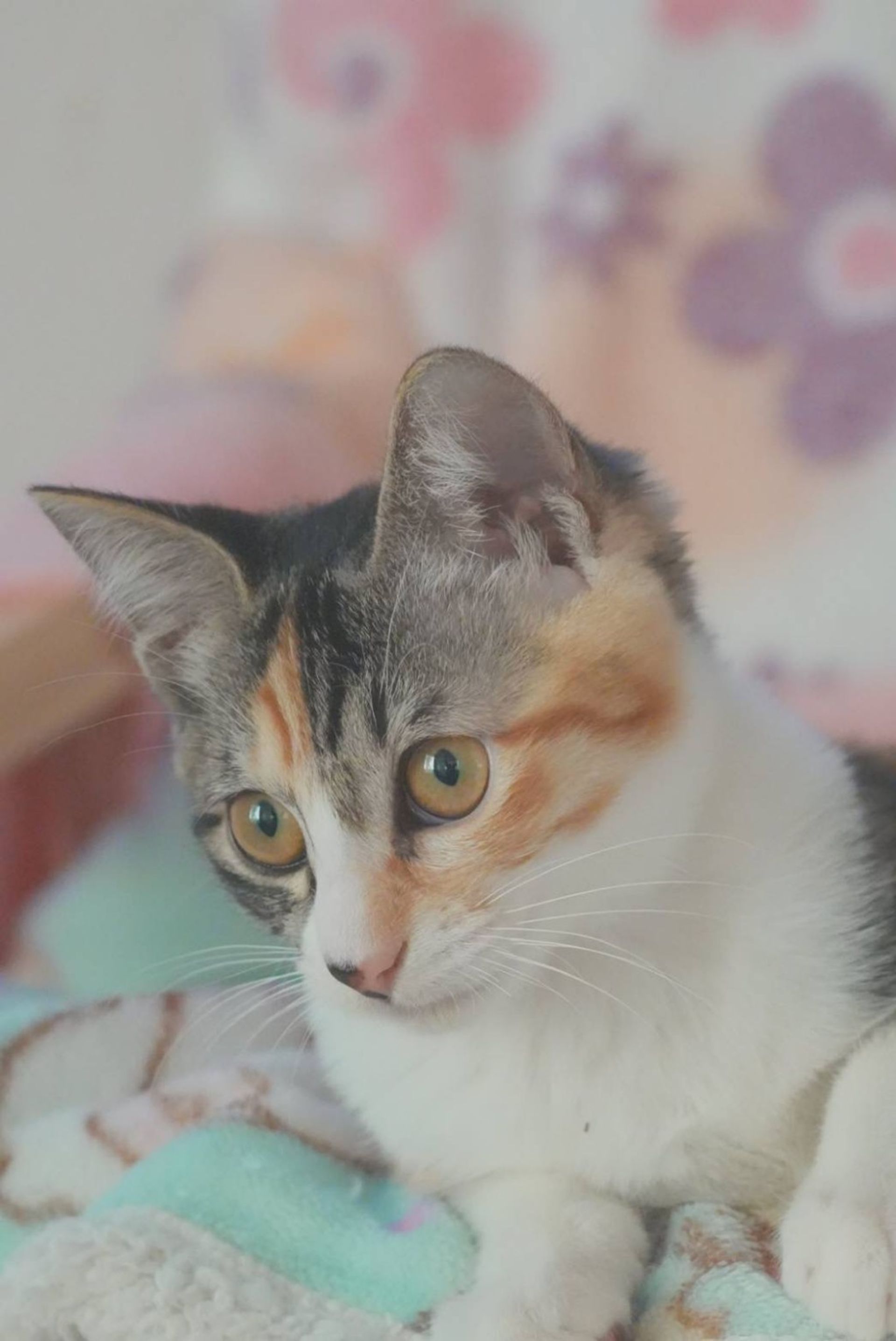 雑種（ミックス猫）・メスの里親募集の写真