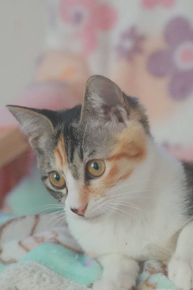 月美の写真