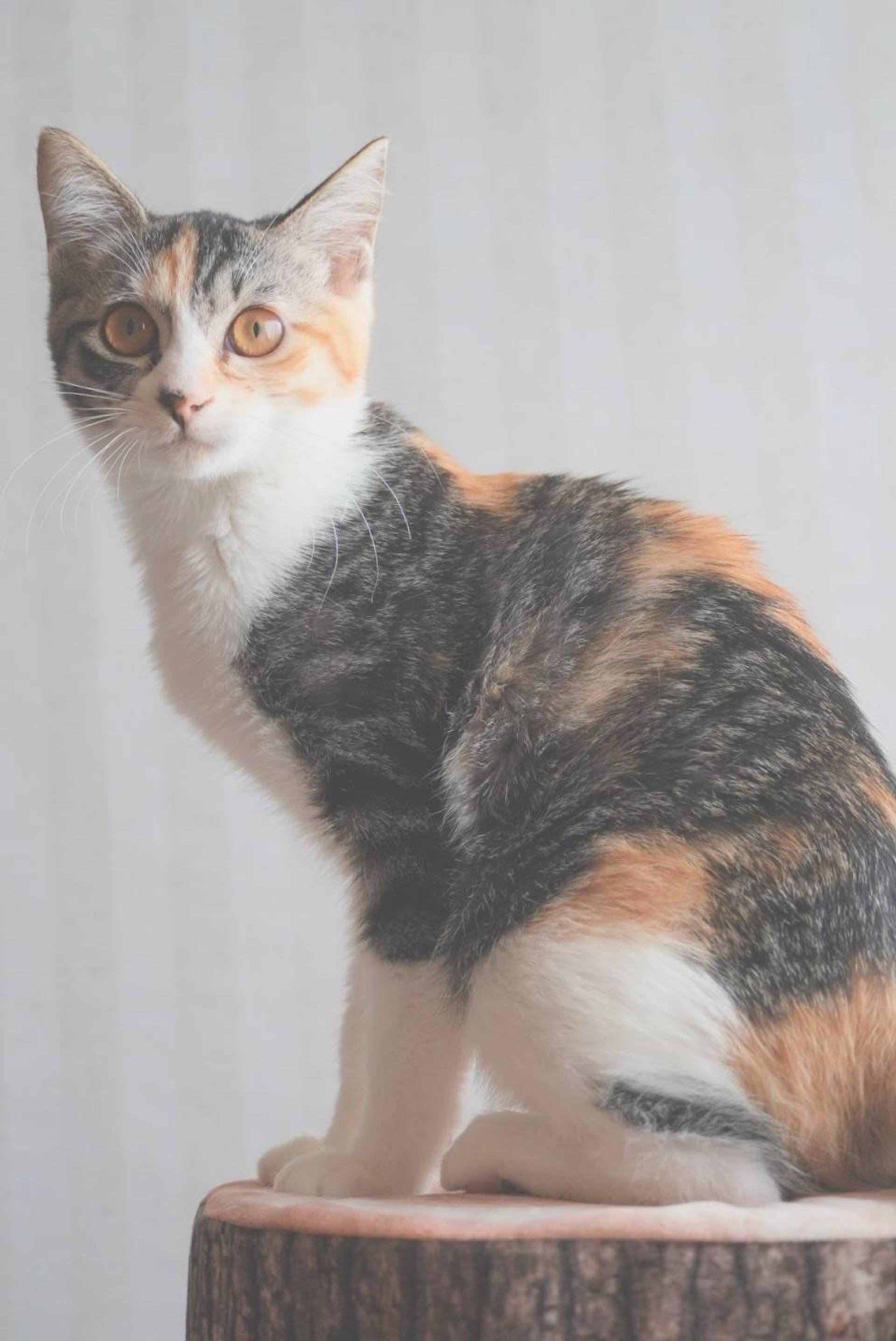pet-image-5