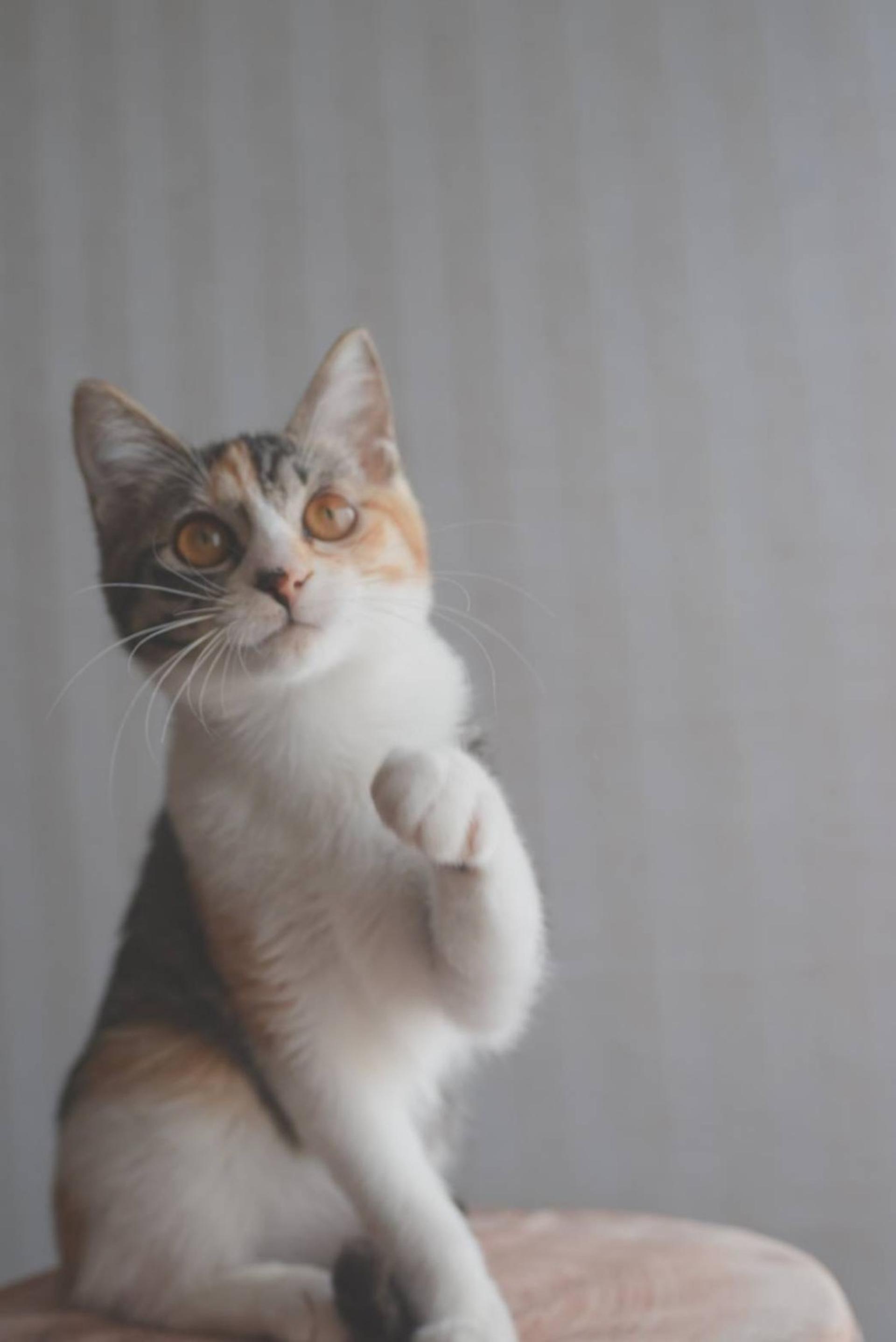 pet-image-7