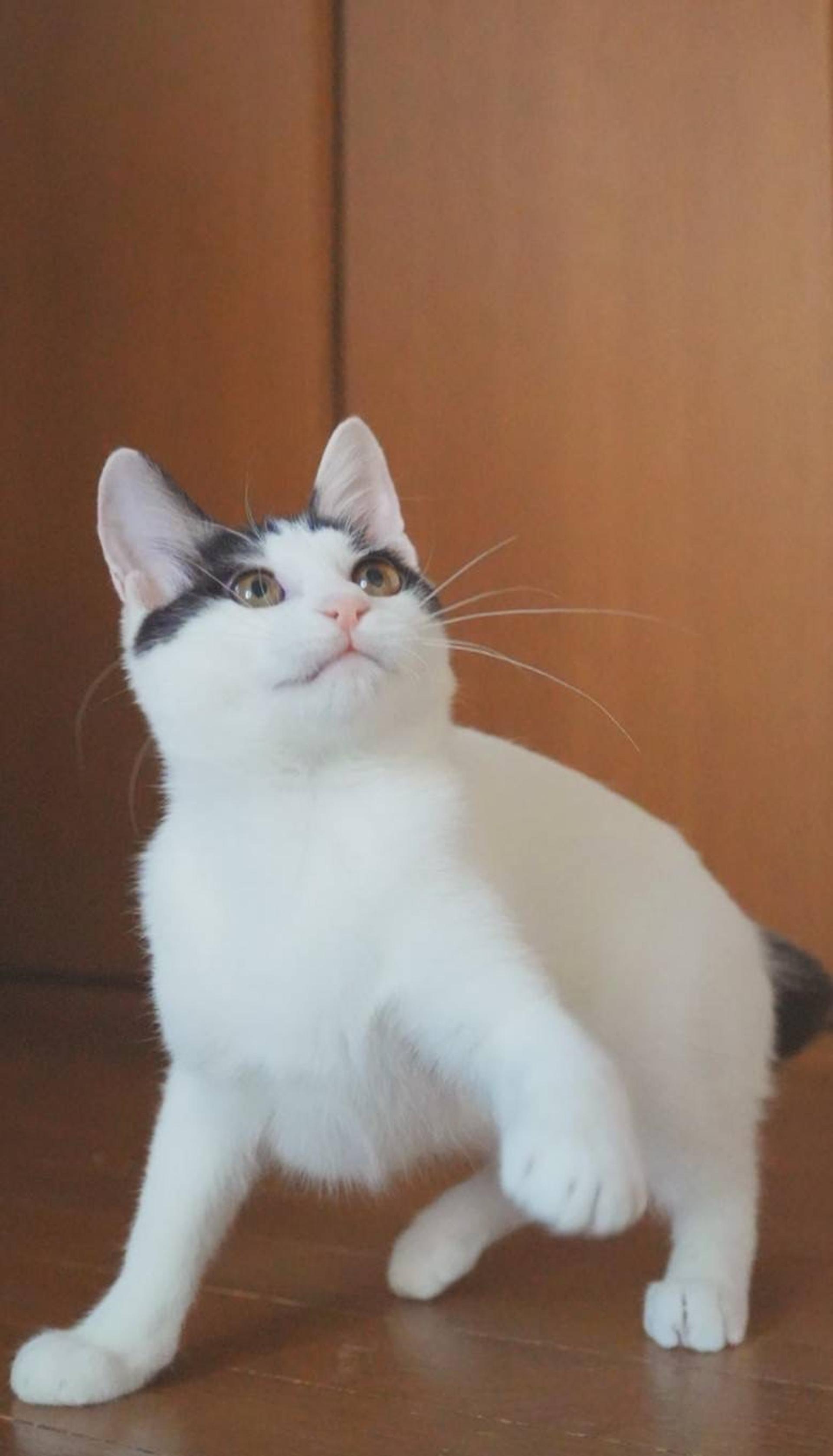 pet-image-3