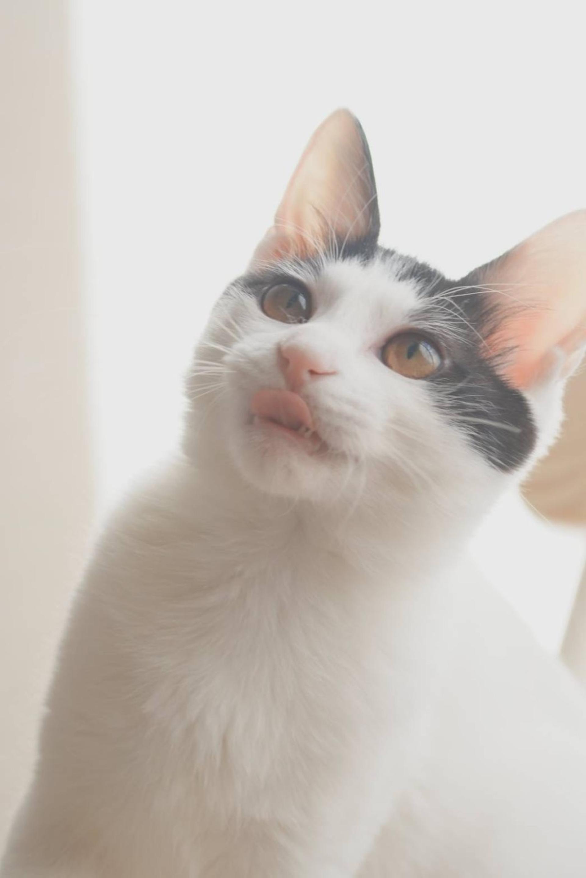 pet-image-4
