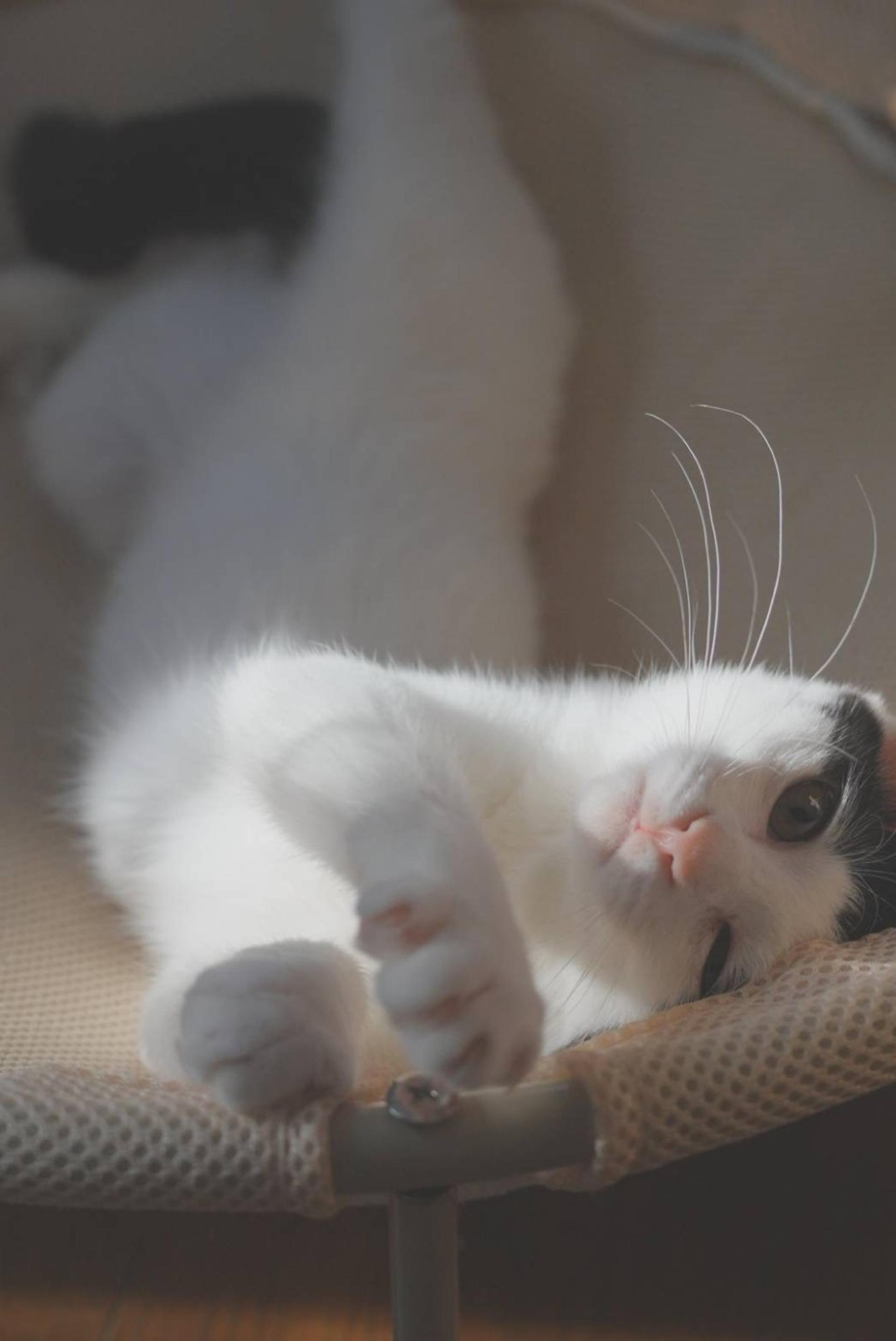 pet-image-8