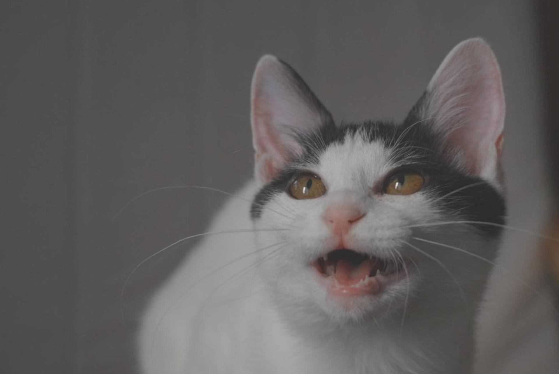 pet-image-7
