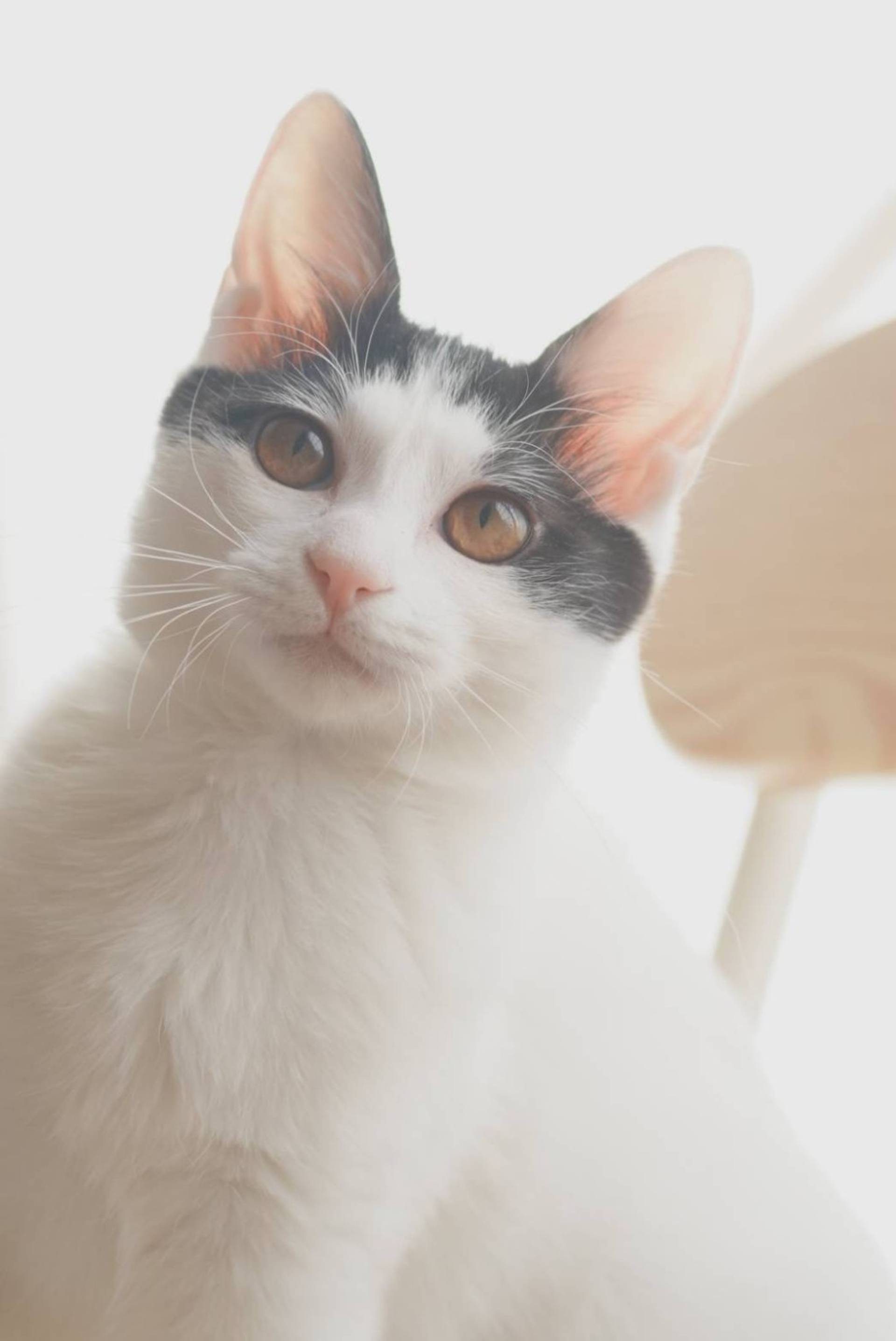 雑種（ミックス猫）・メスの里親募集の写真