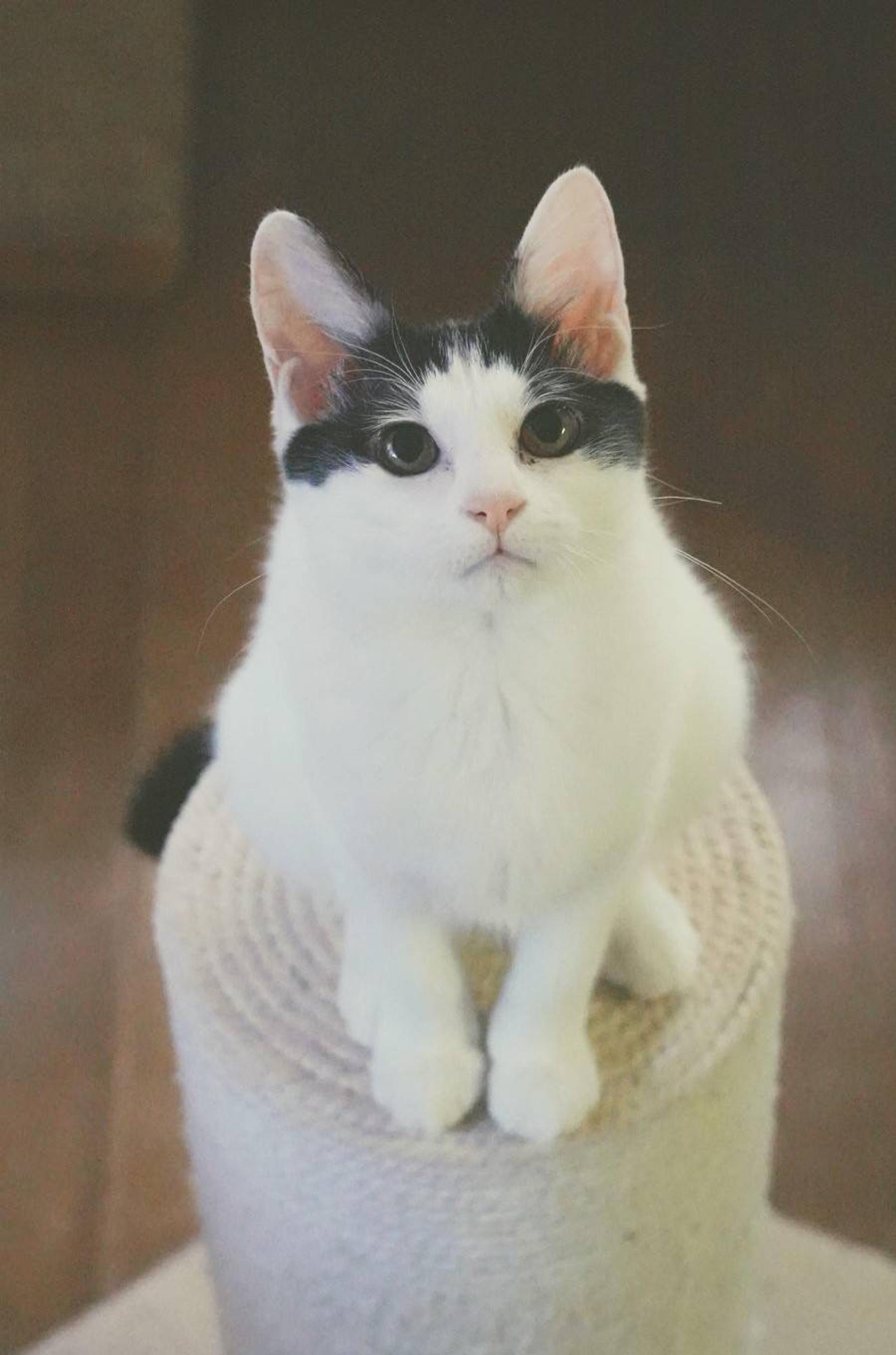 pet-image-2