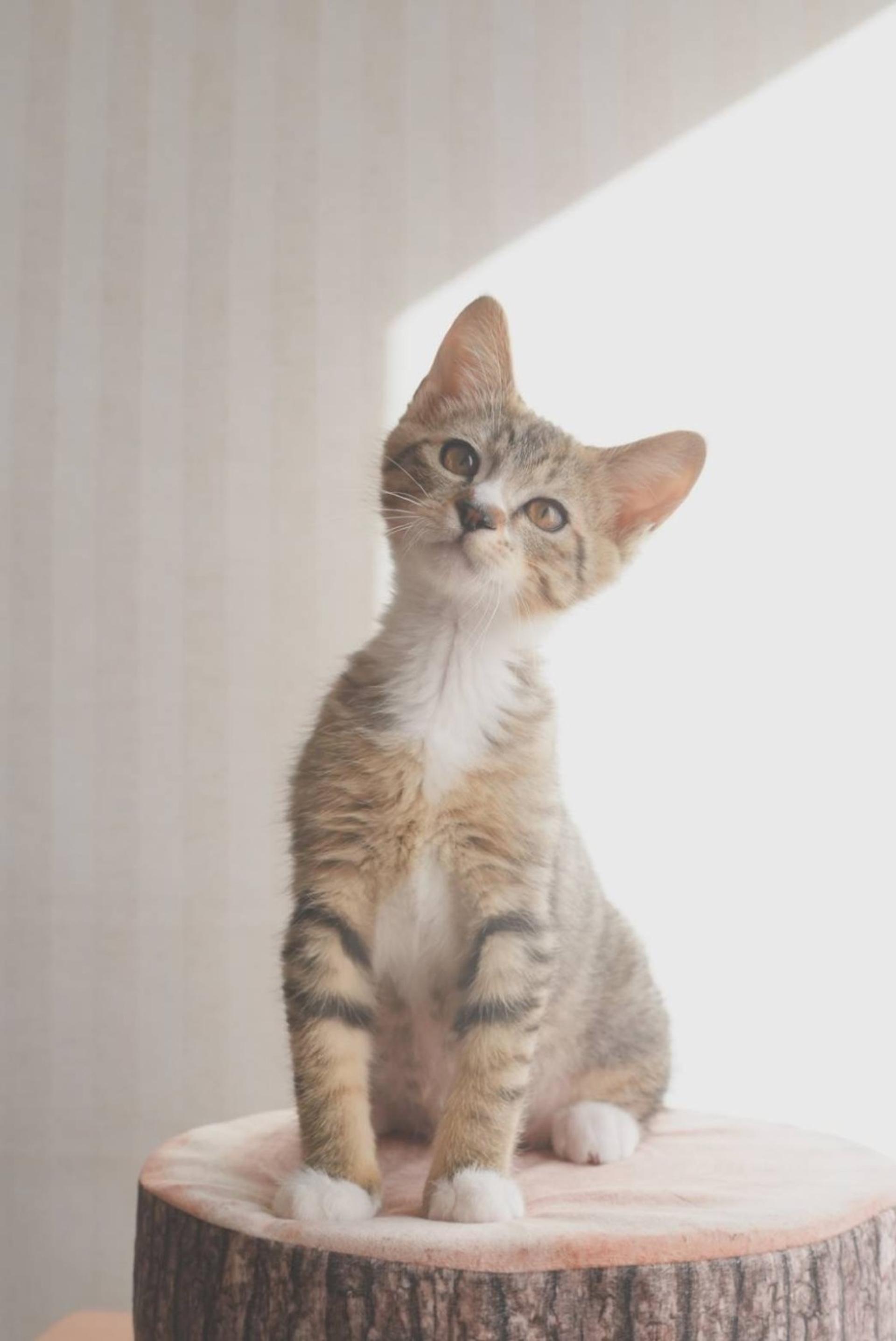 pet-image-4