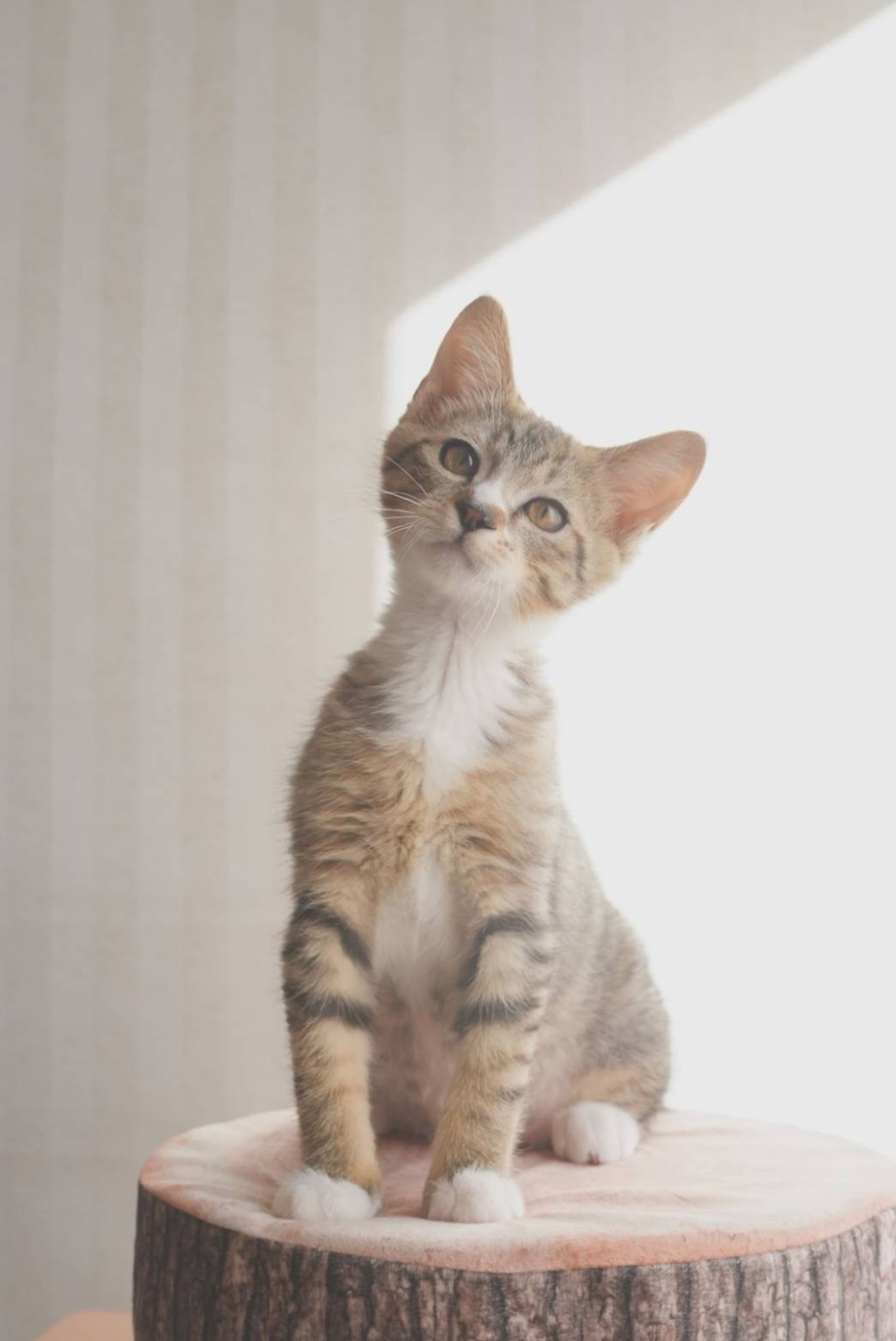 pet-image-4