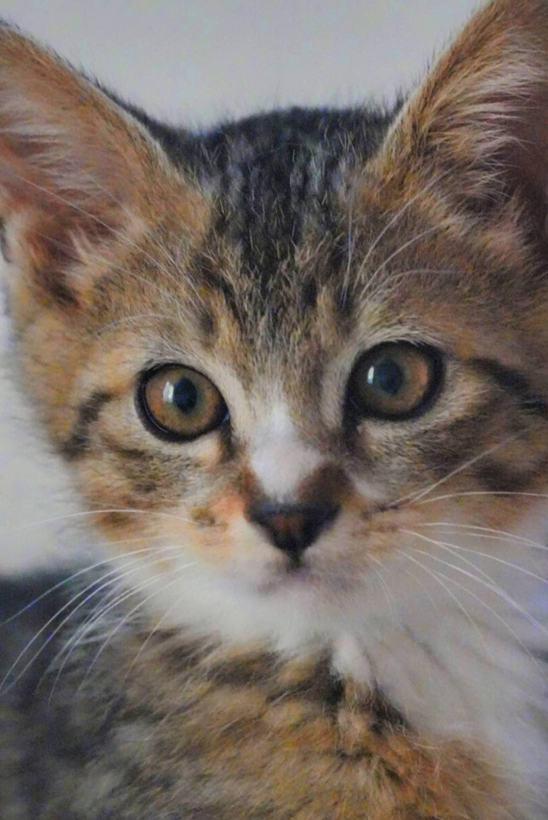雑種（ミックス猫）・オスの里親募集の写真
