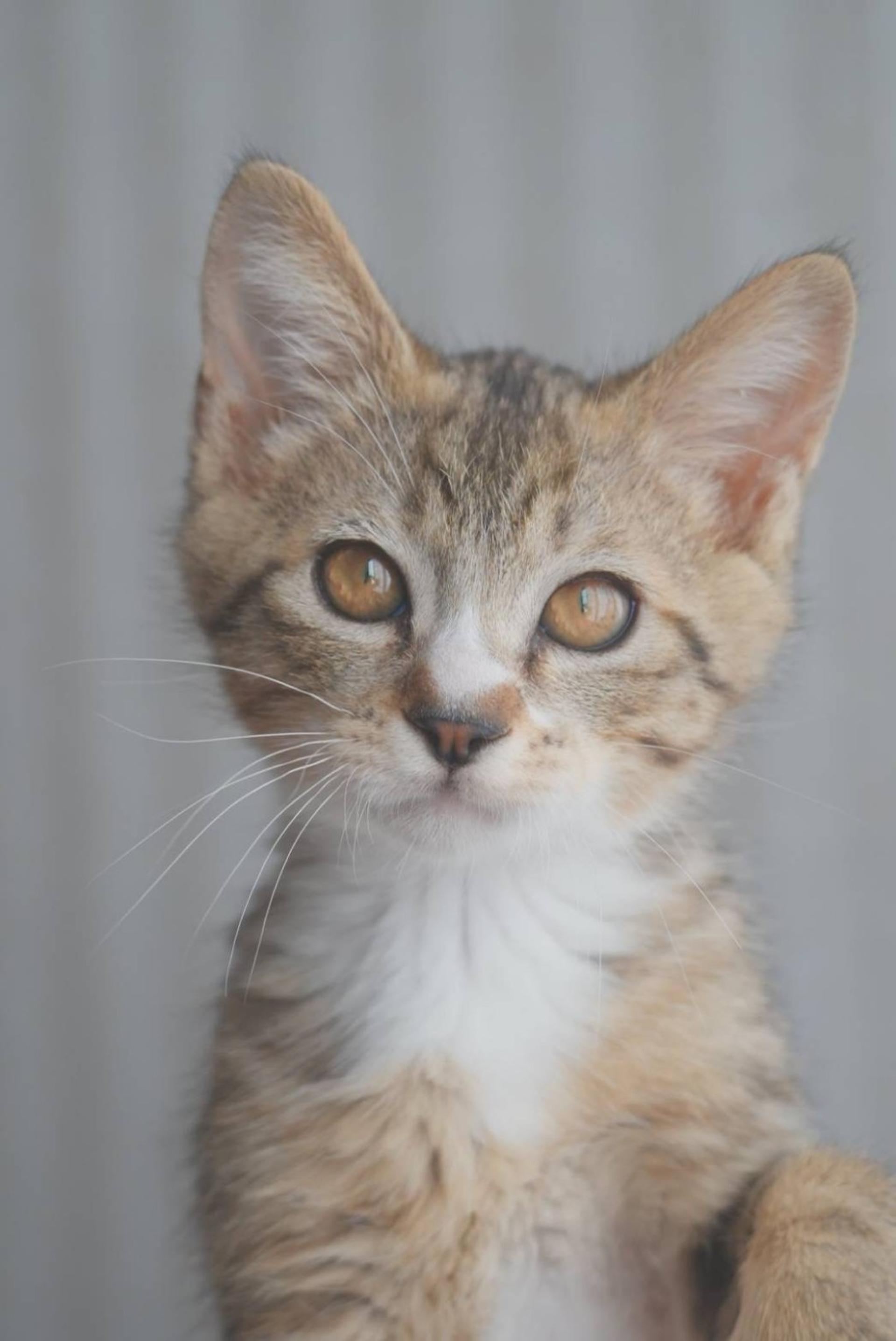 pet-image-9