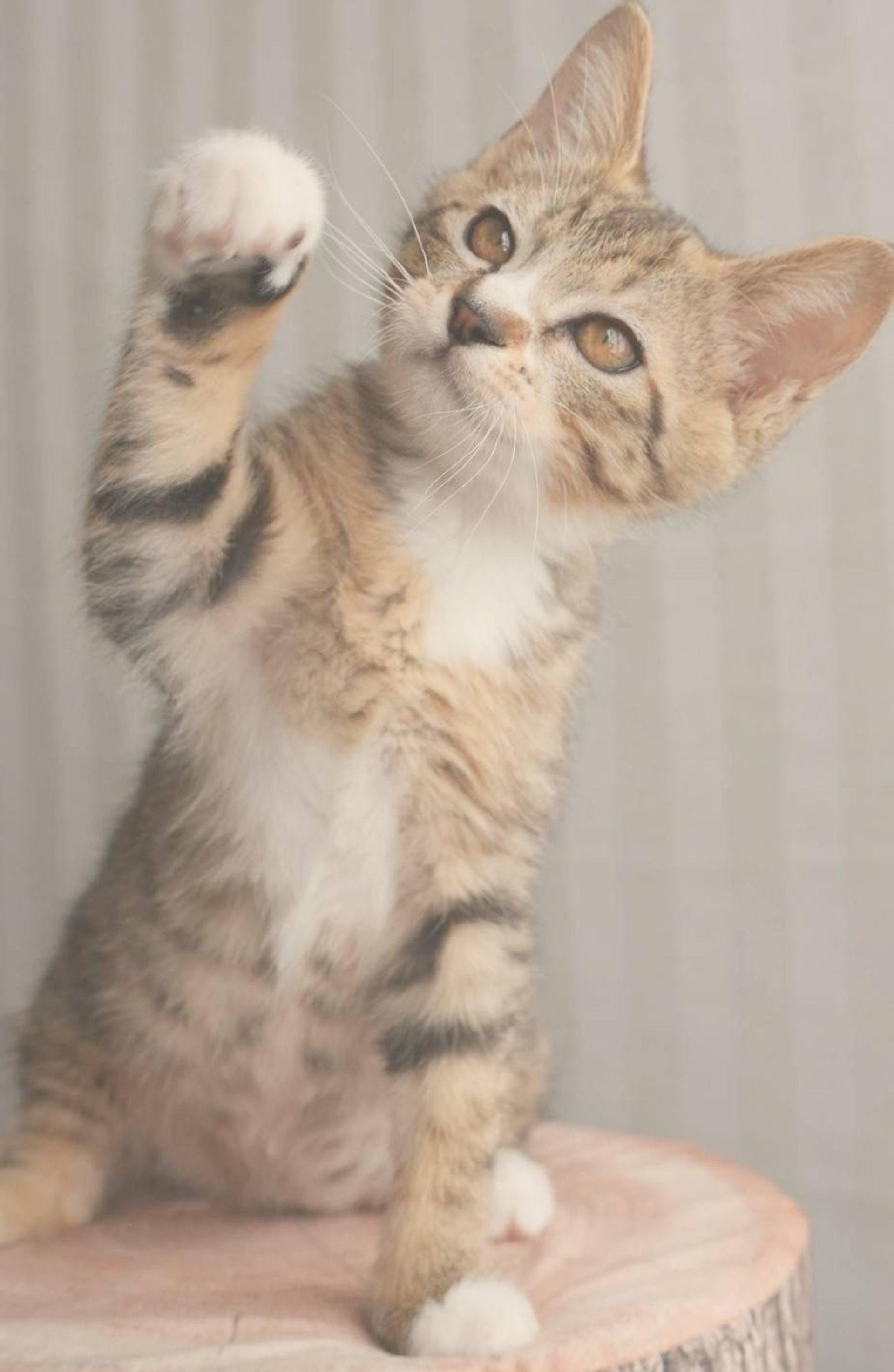 pet-image-6