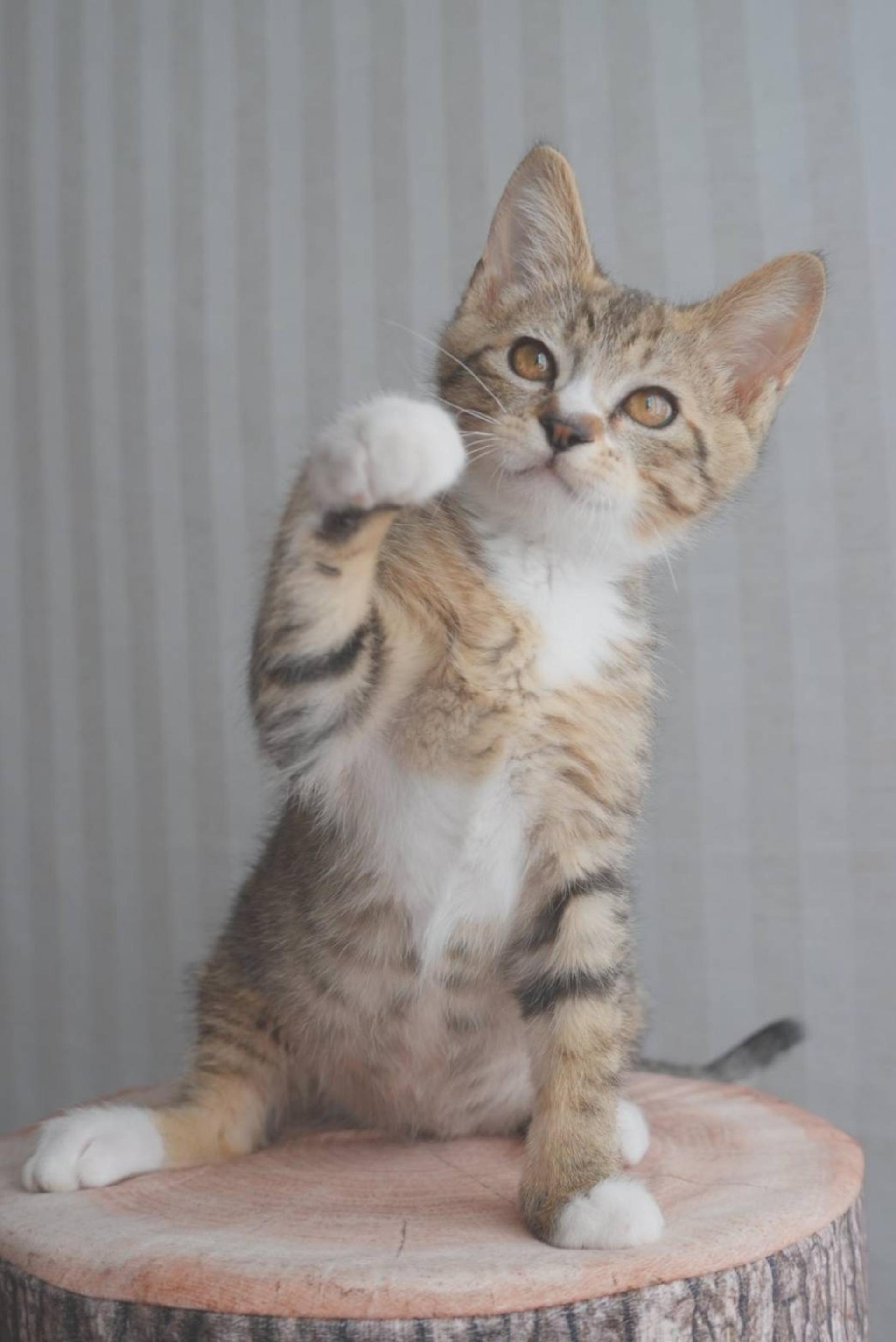 pet-image-7