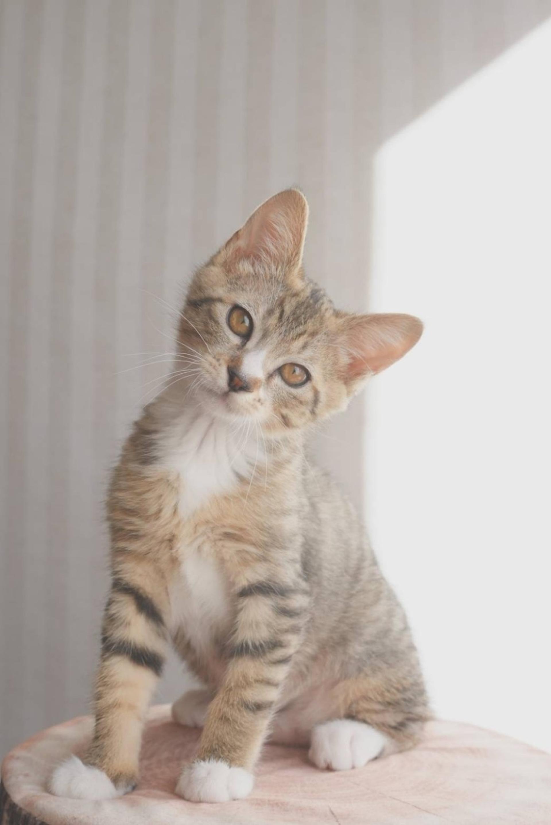 pet-image-8