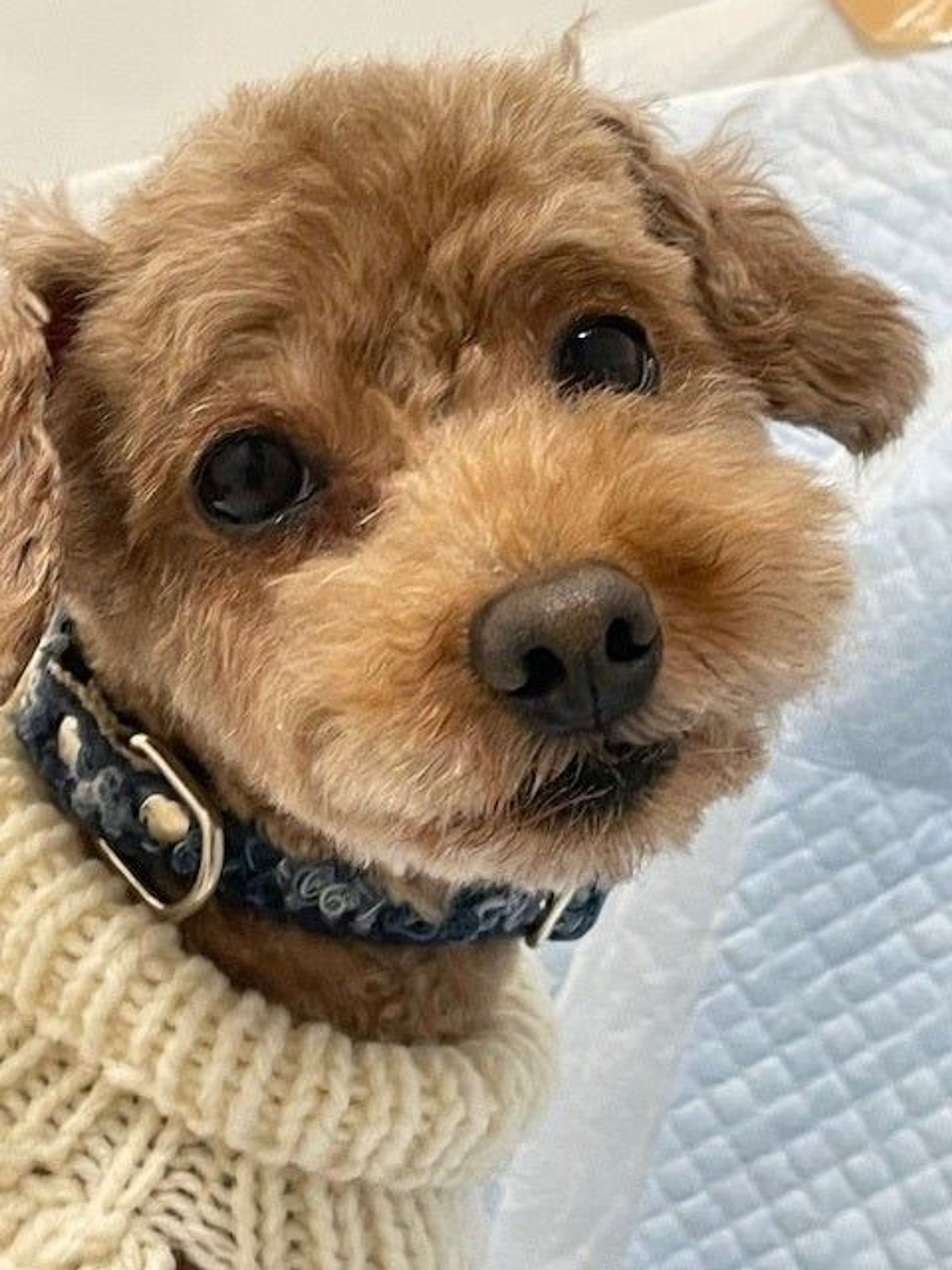 トイプードル・オスの里親募集の写真