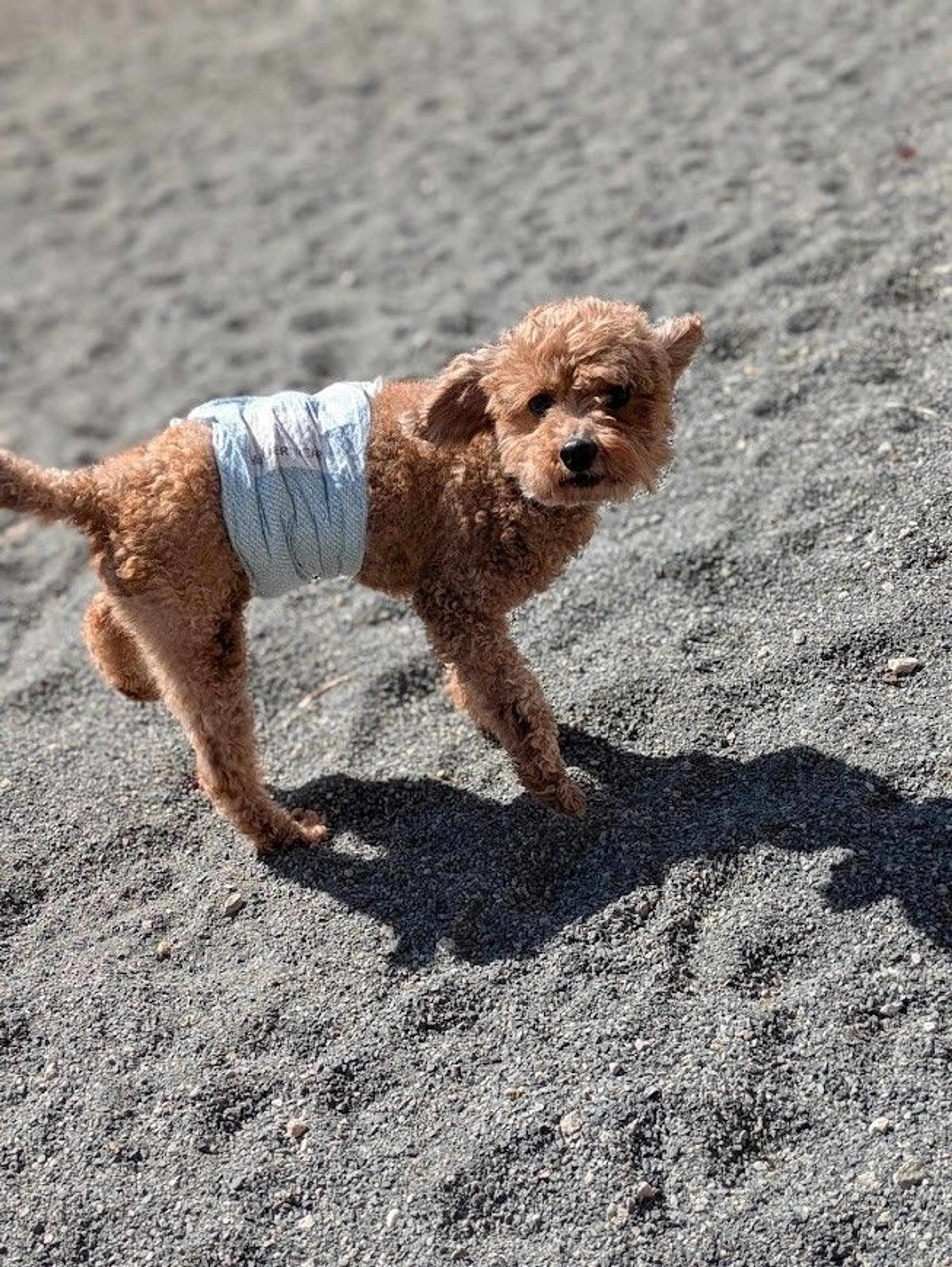pet-image-4