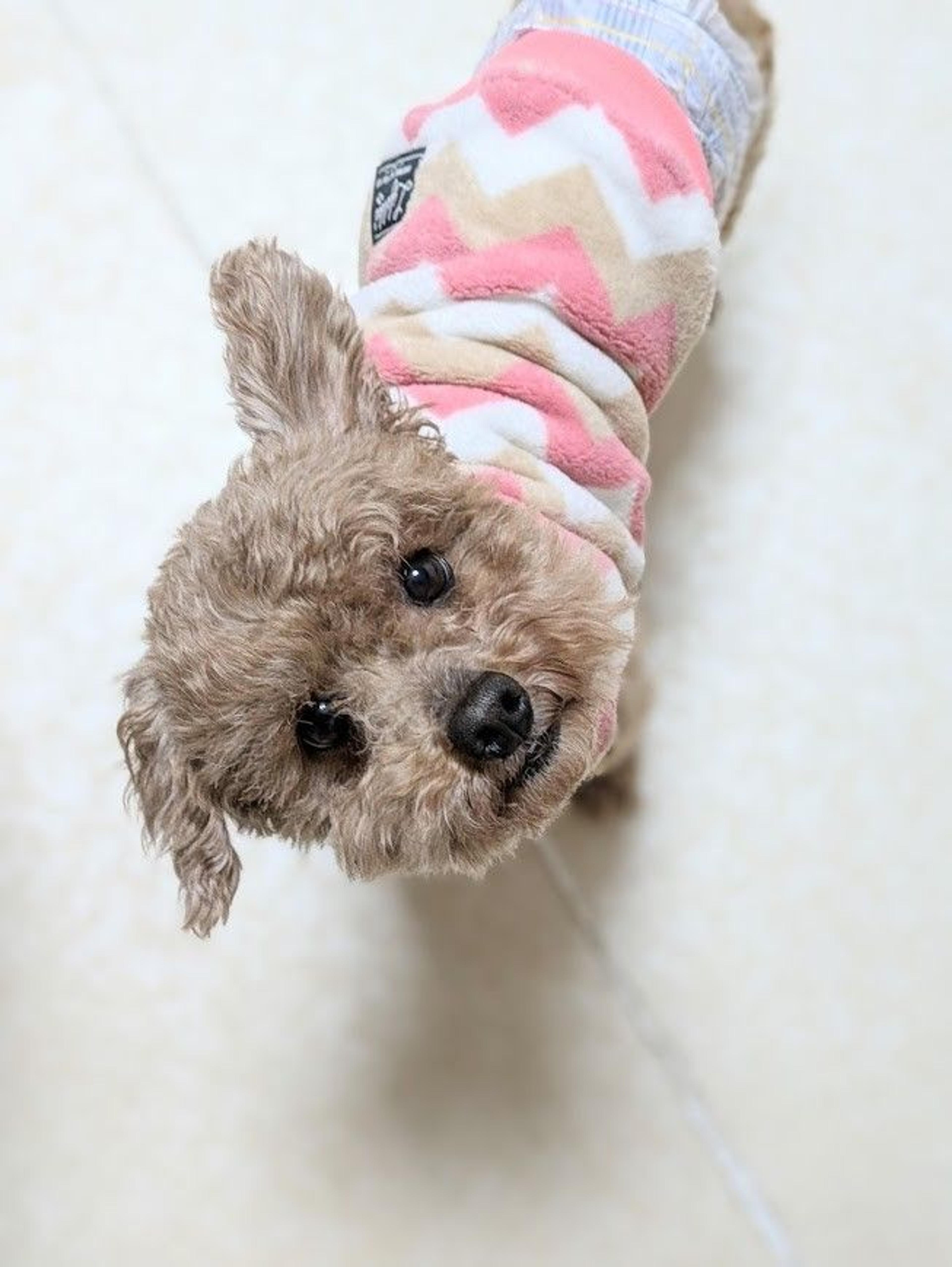 pet-image-6