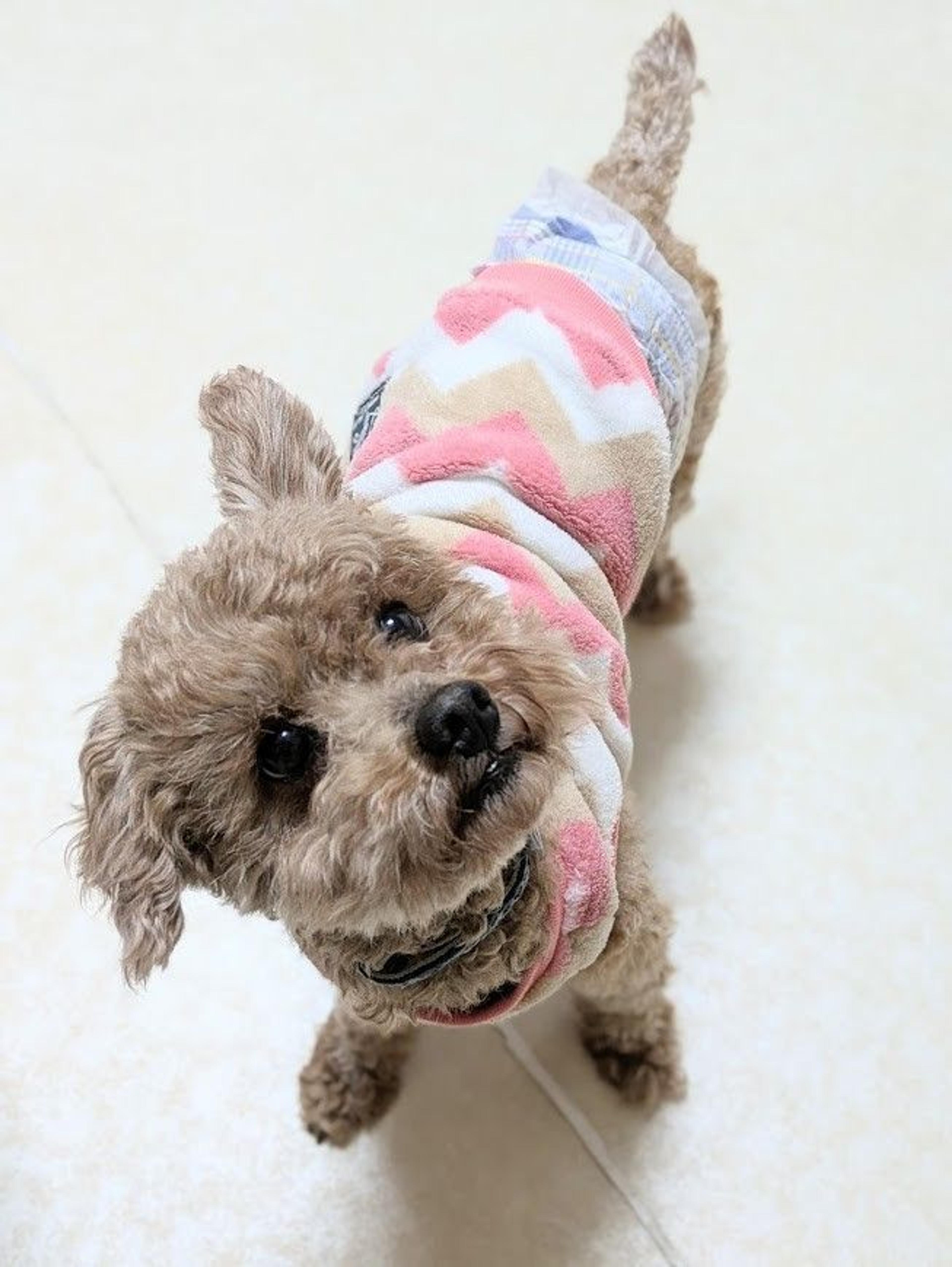 pet-image-7