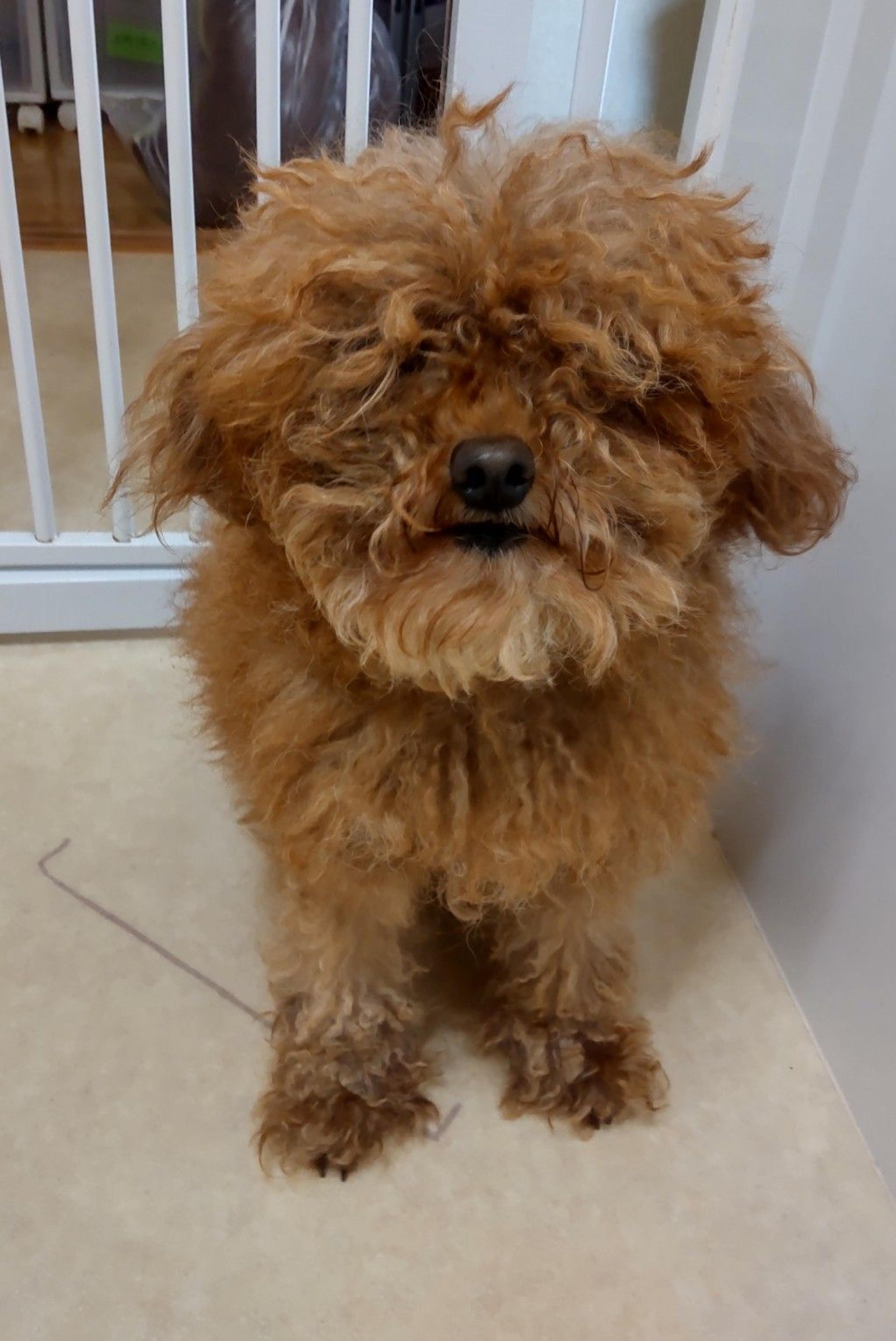 pet-image-8