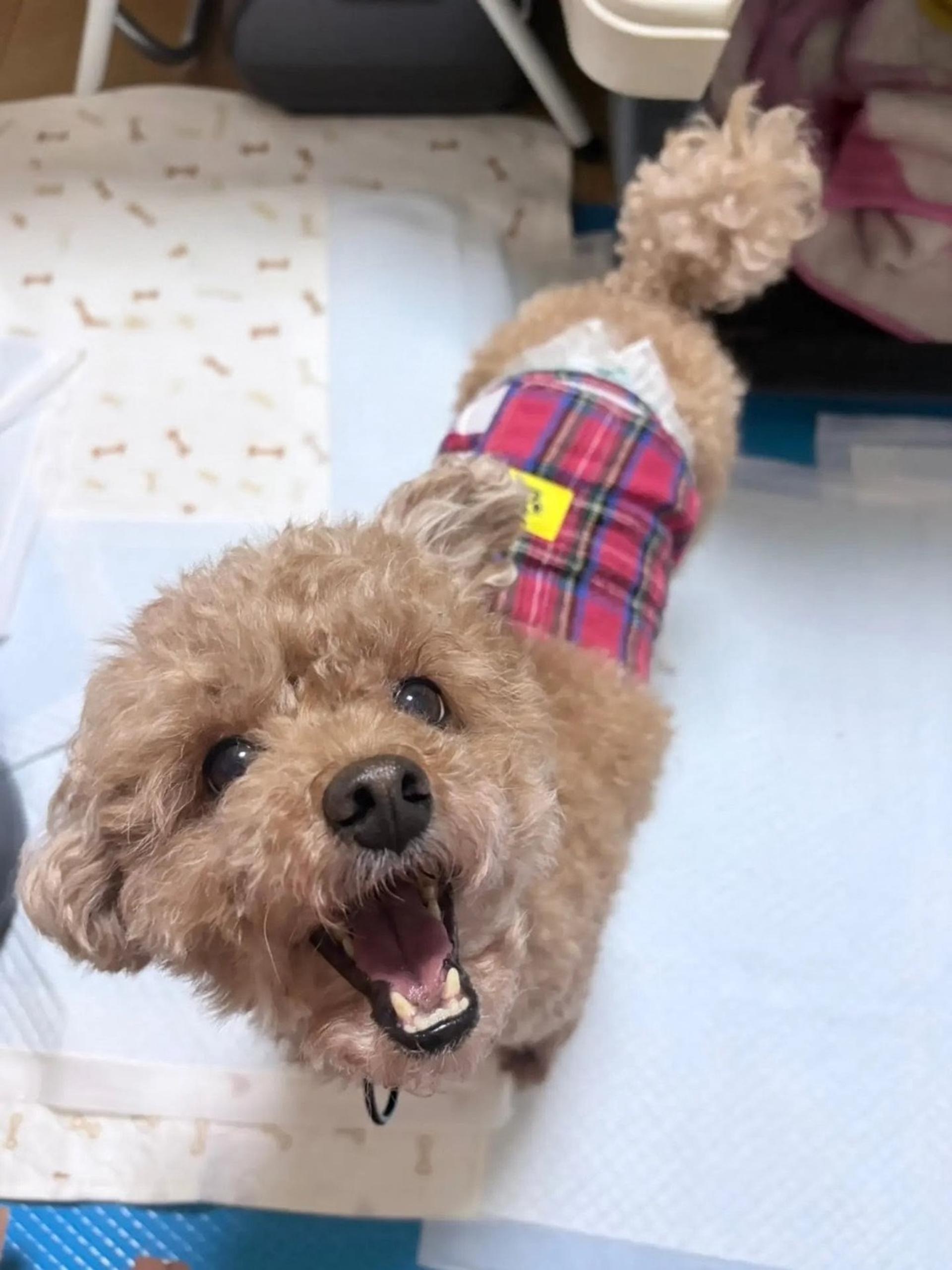 pet-image-8