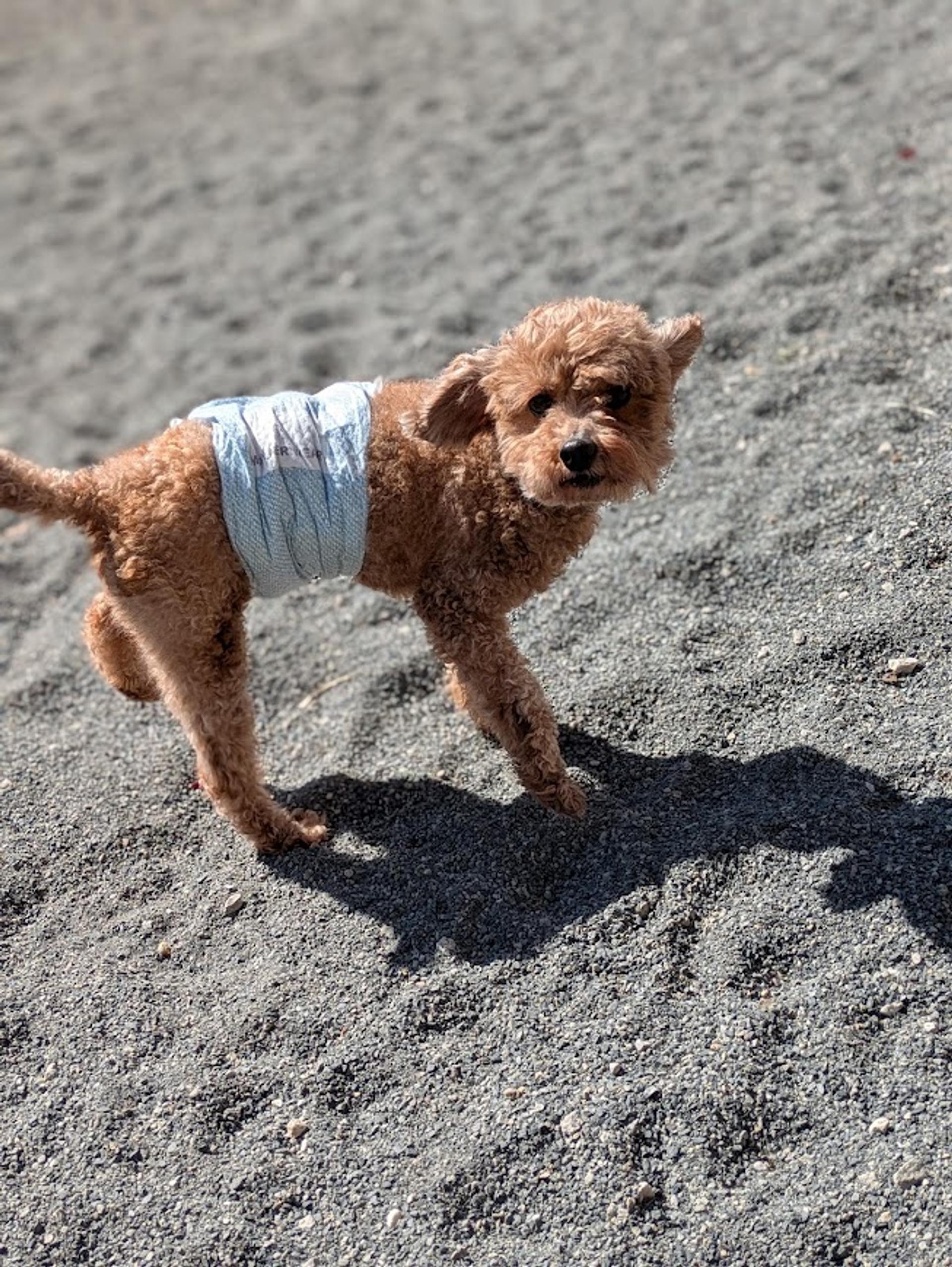 pet-image-10