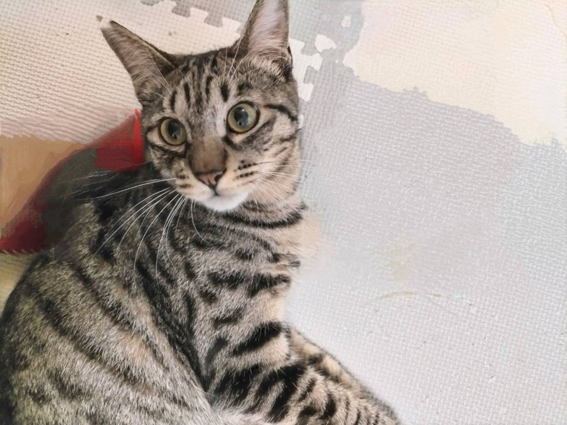 雑種（ミックス猫）・オスの里親募集の写真