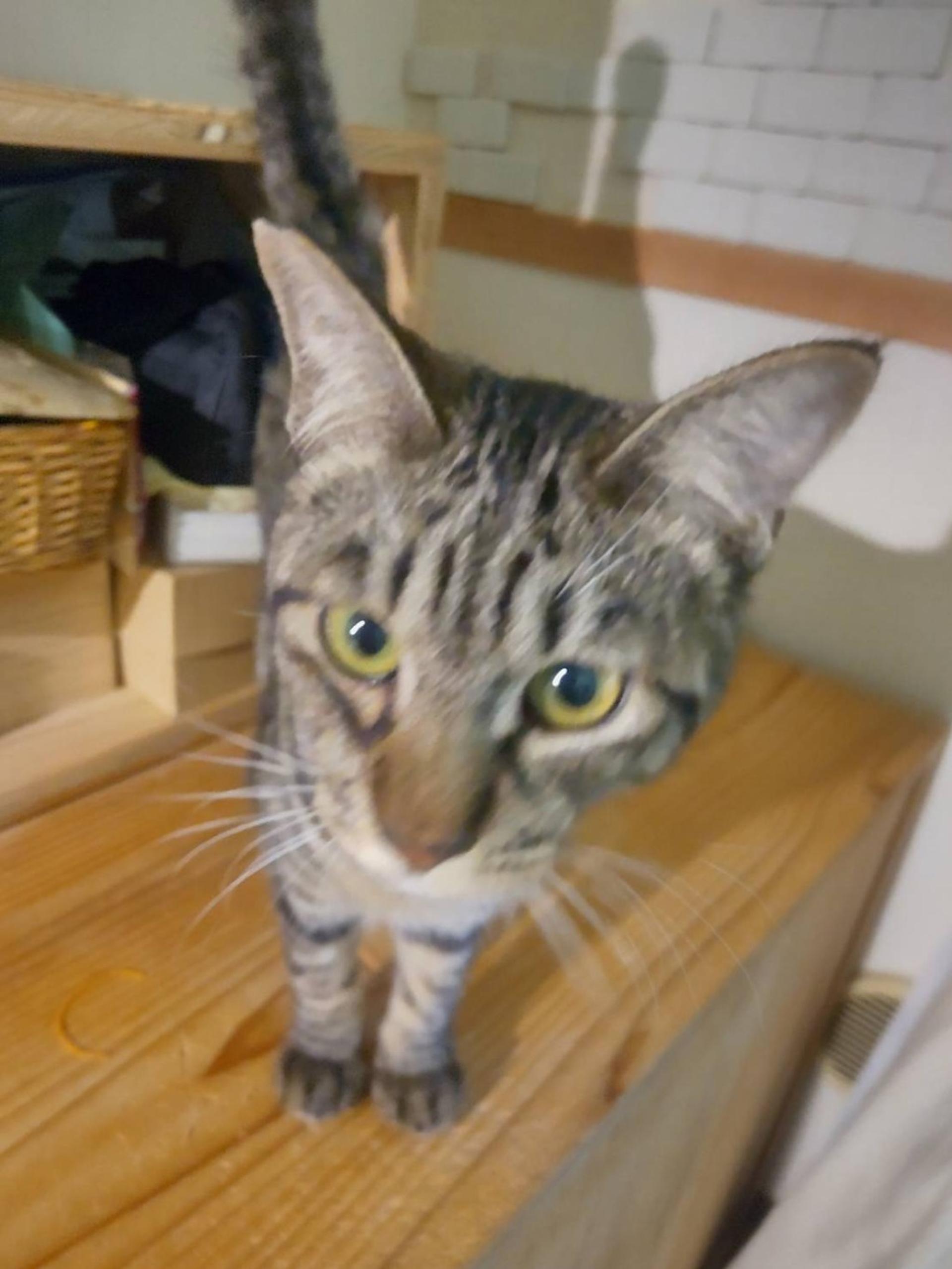 pet-image-2