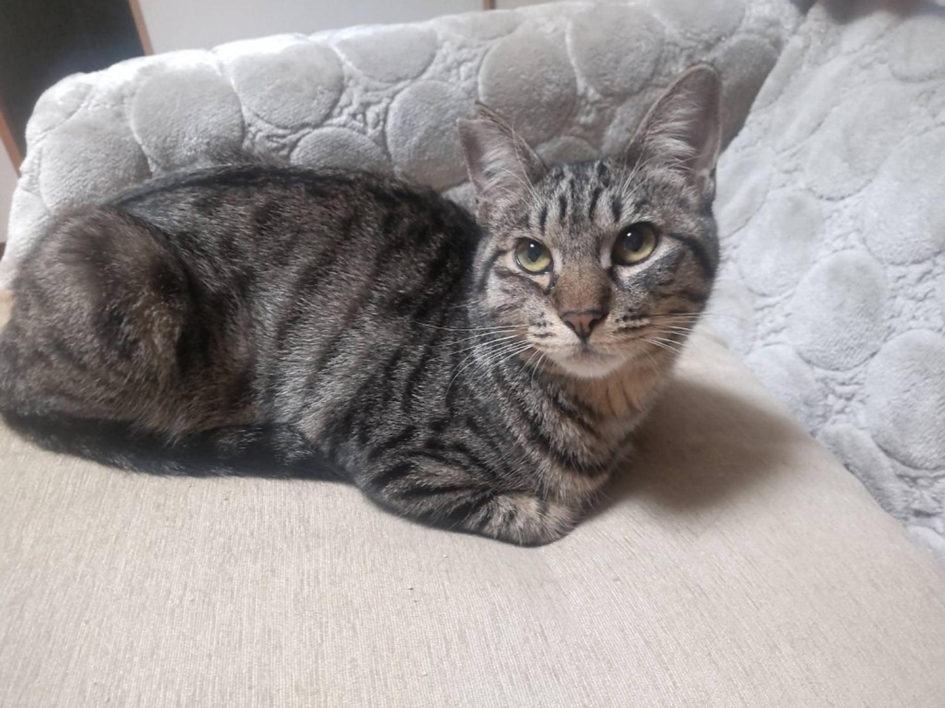 pet-image-3